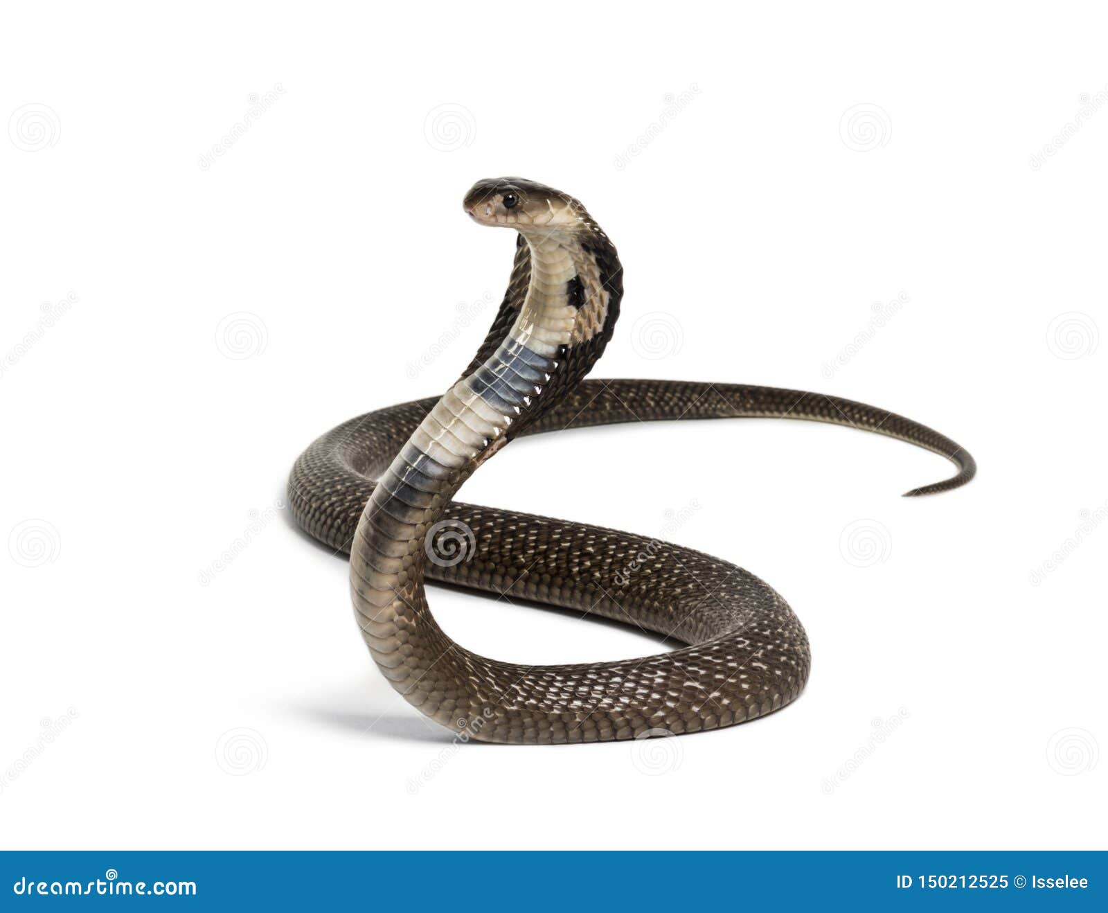king cobra, ophiophagus hannah, venomous snake against white
