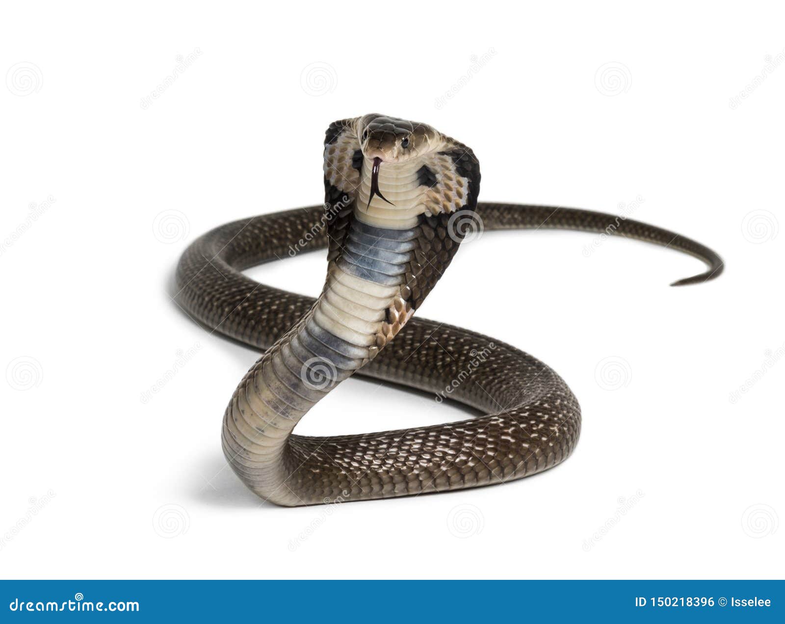 14,570 Cobra Stock Photos - Free & Royalty-Free Stock Photos from Dreamstime