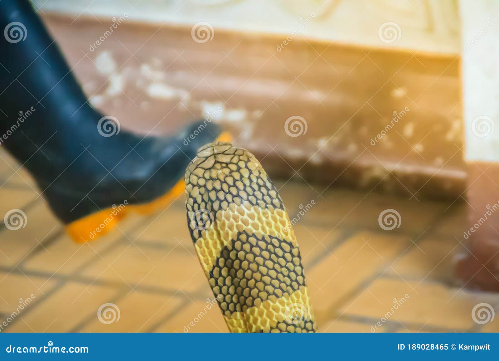 king cobra (ophiophagus hannah) the world\'s largest venomous snake. king cobras are impressively venomous, large snakes native to