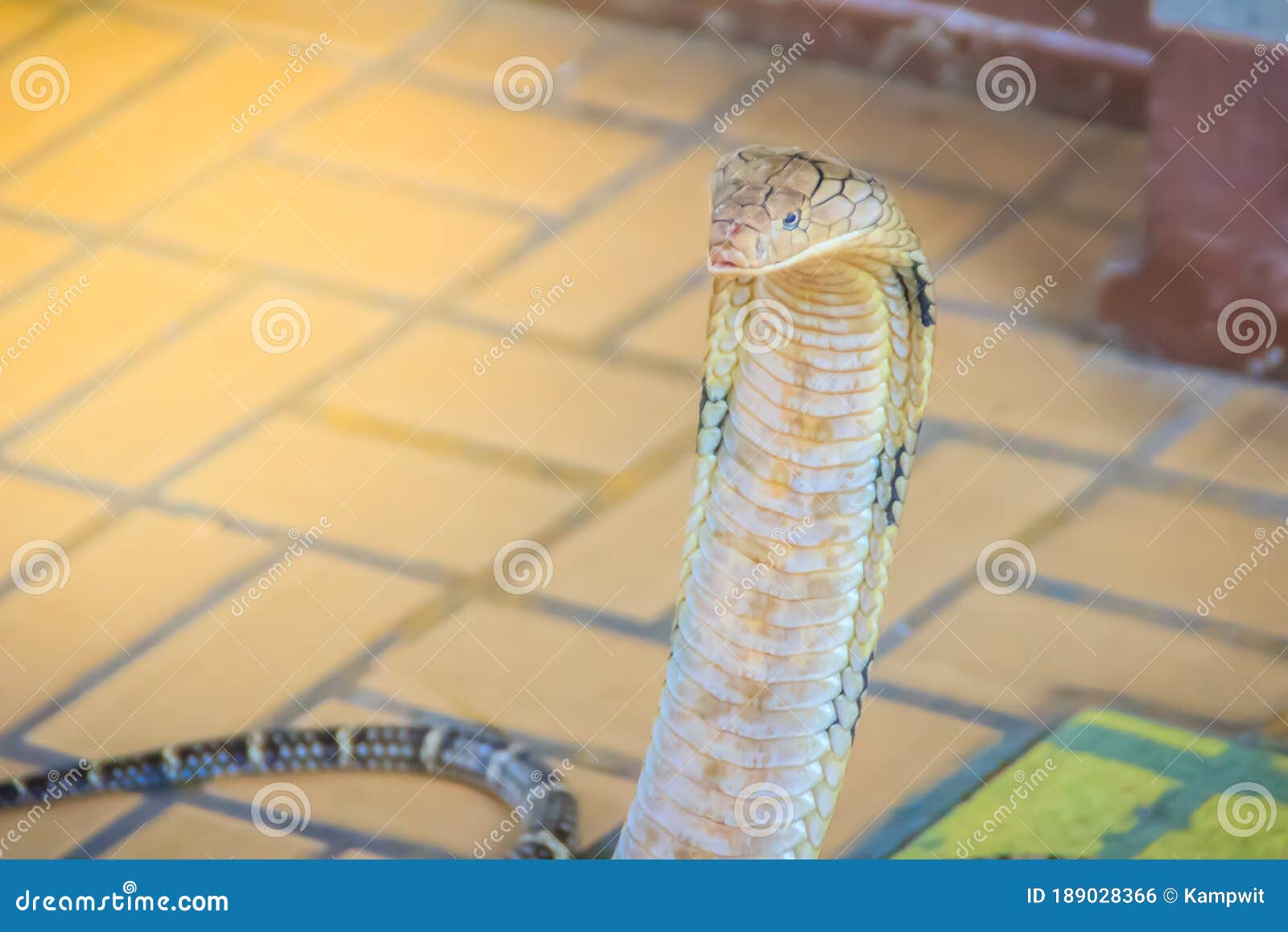 King Cobra Ophiophagus Hannah The World S Largest Venomous Snake