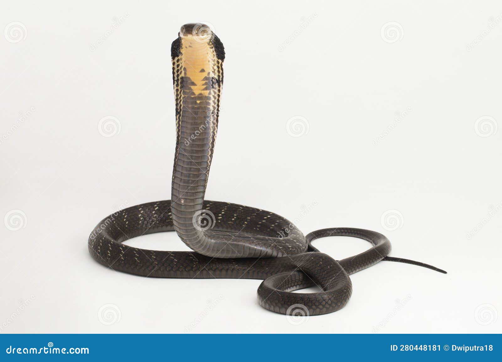 king cobra snake (ophiophagus hannah), a poisonous snake native to southern asia  on white background