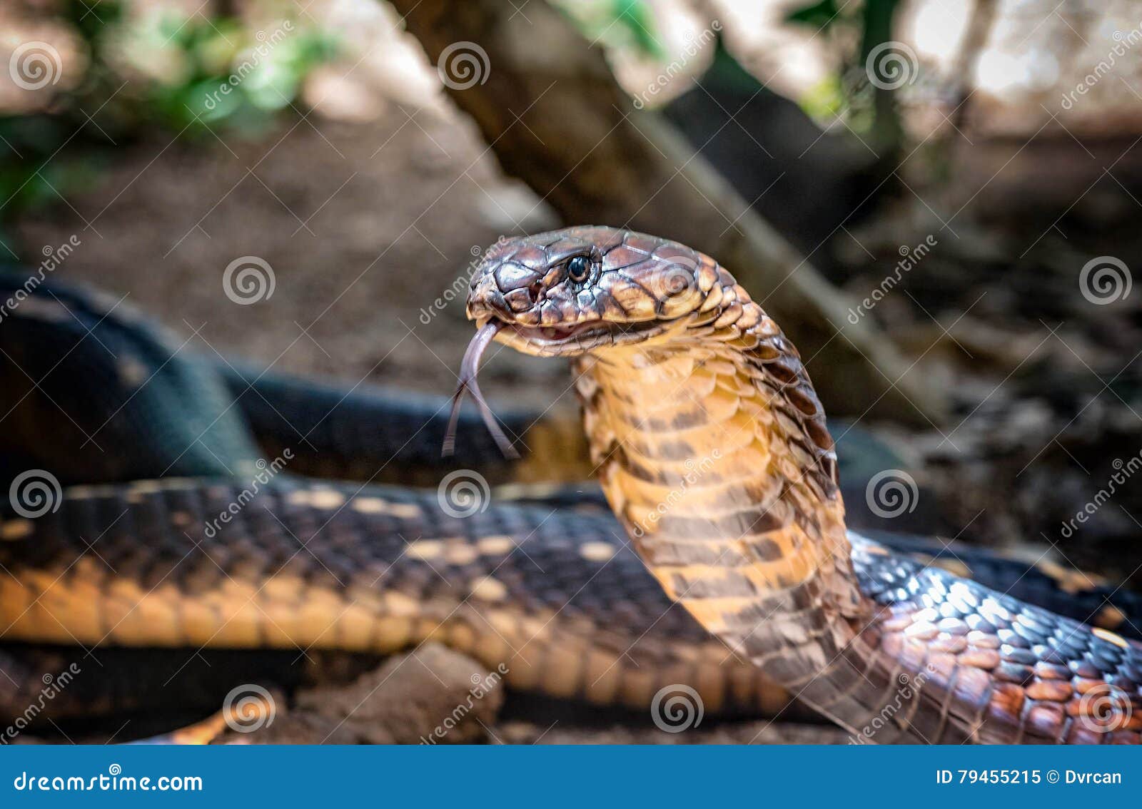 King Cobra Snake in Uganda, Africa Stock Image - Image of scary, dead