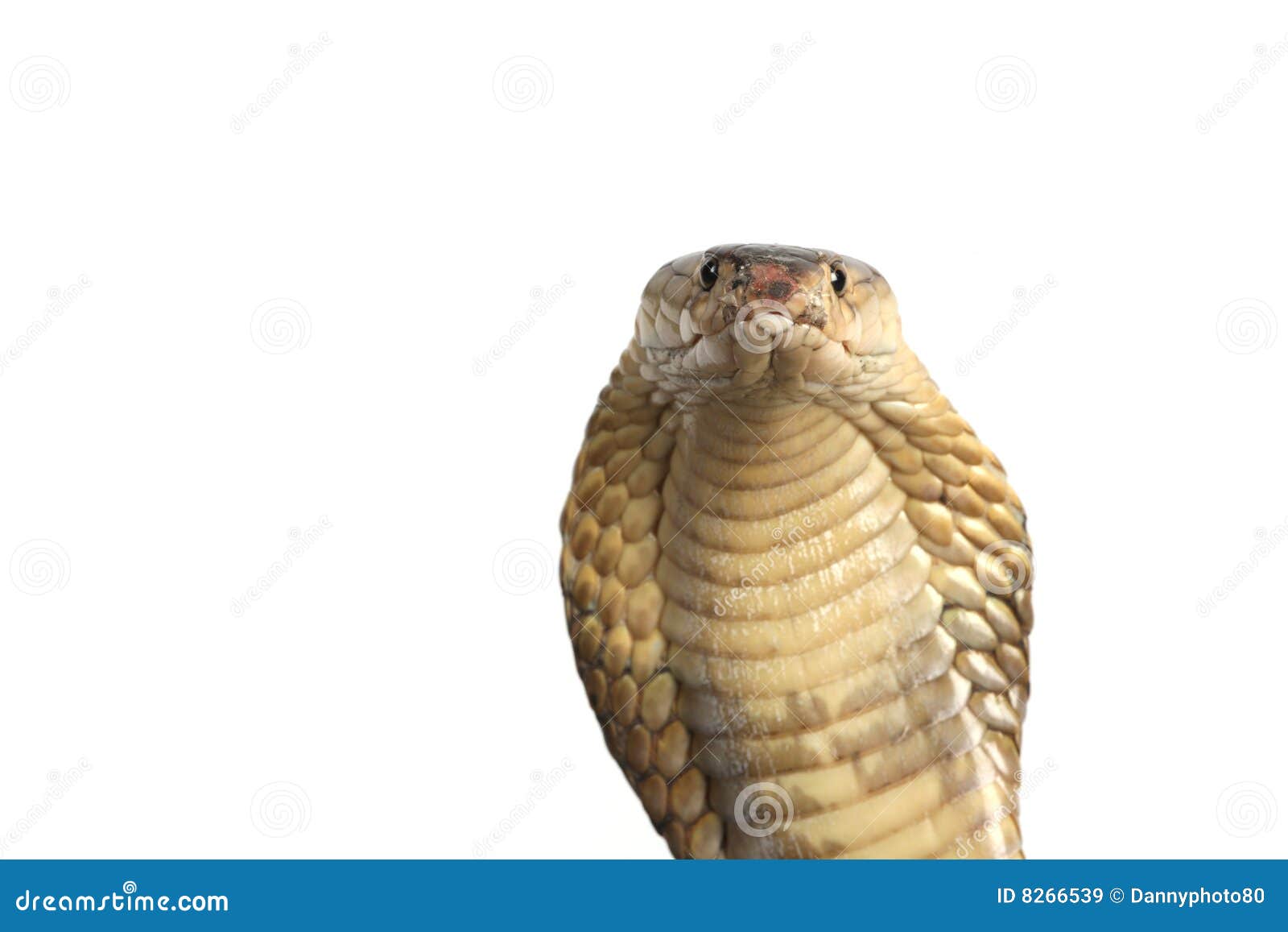 King Cobra On White Royalty Free Stock Images Image 8266539