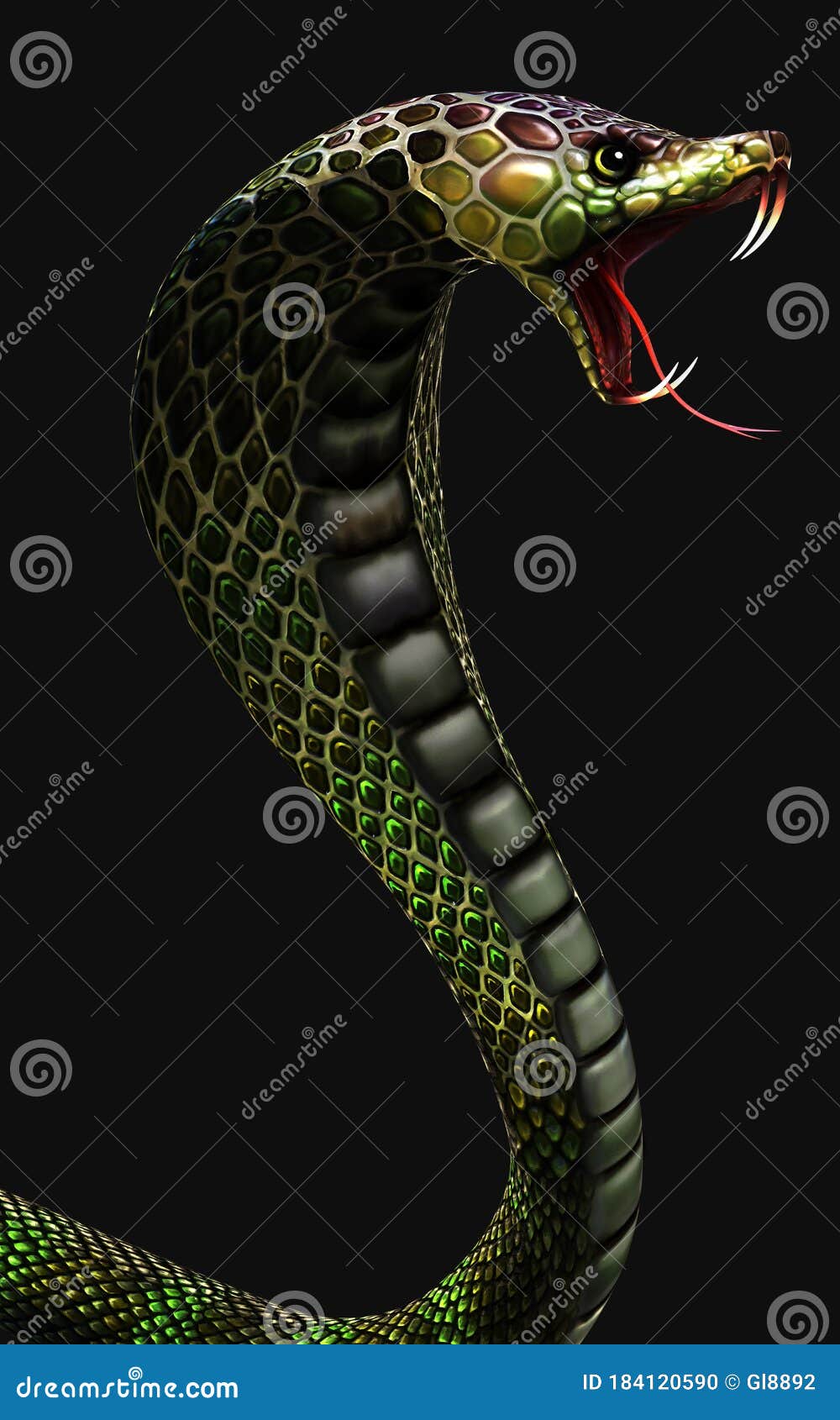 King Cobra the World`s Longest Venomous Snake Isolated on Dark Background with Clipping Path Stock Illustration - Illustration of hunter, longest: 184120590 King Cobra the World`s Longest Venomous Snake Isolated on Dark Background with Clipping Path Stock Illustration - Illustration of hunter, longest: 184120590