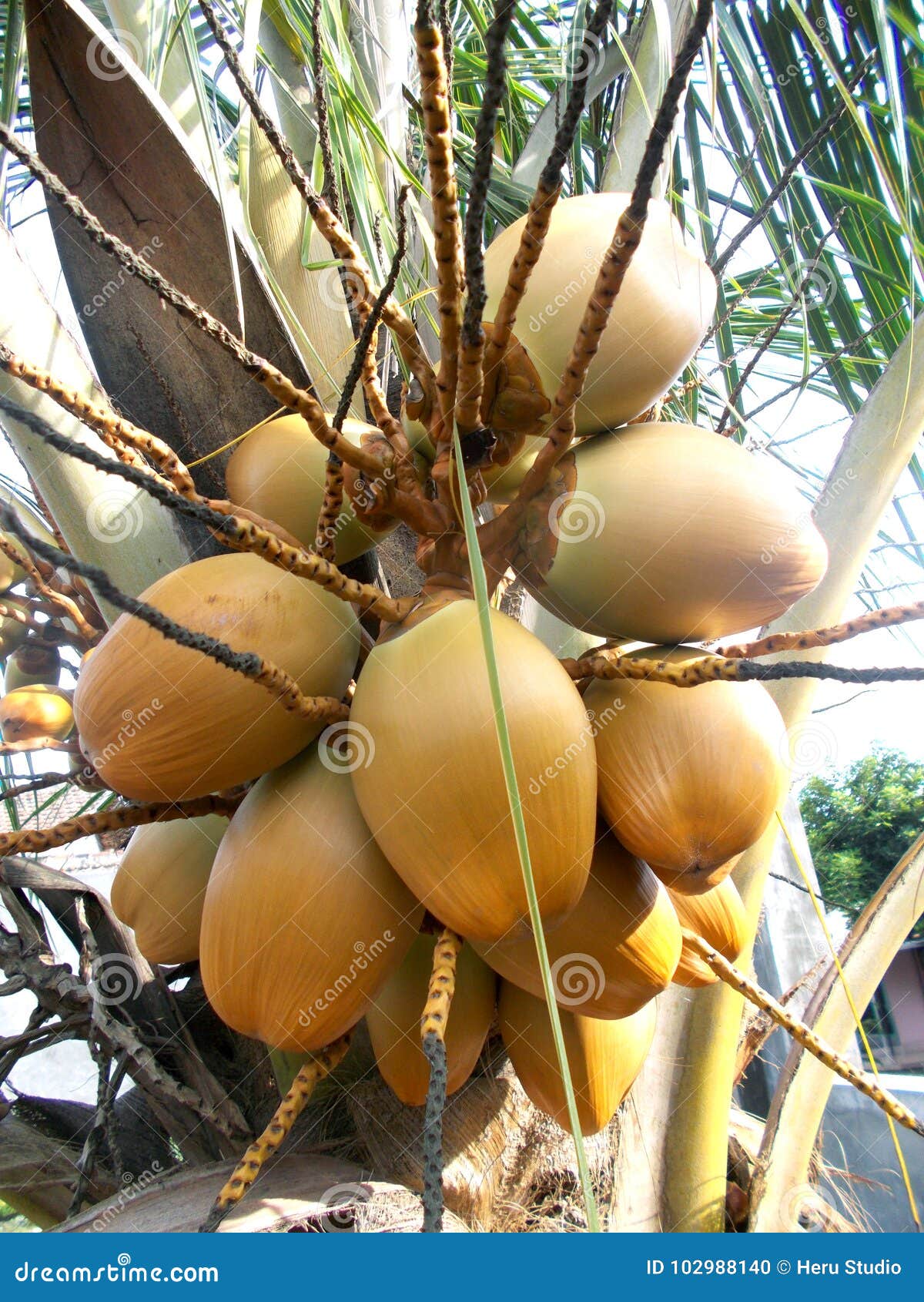 King Coconut Fruit Orange Brown Color on the Tree Stock Photo - Image ...