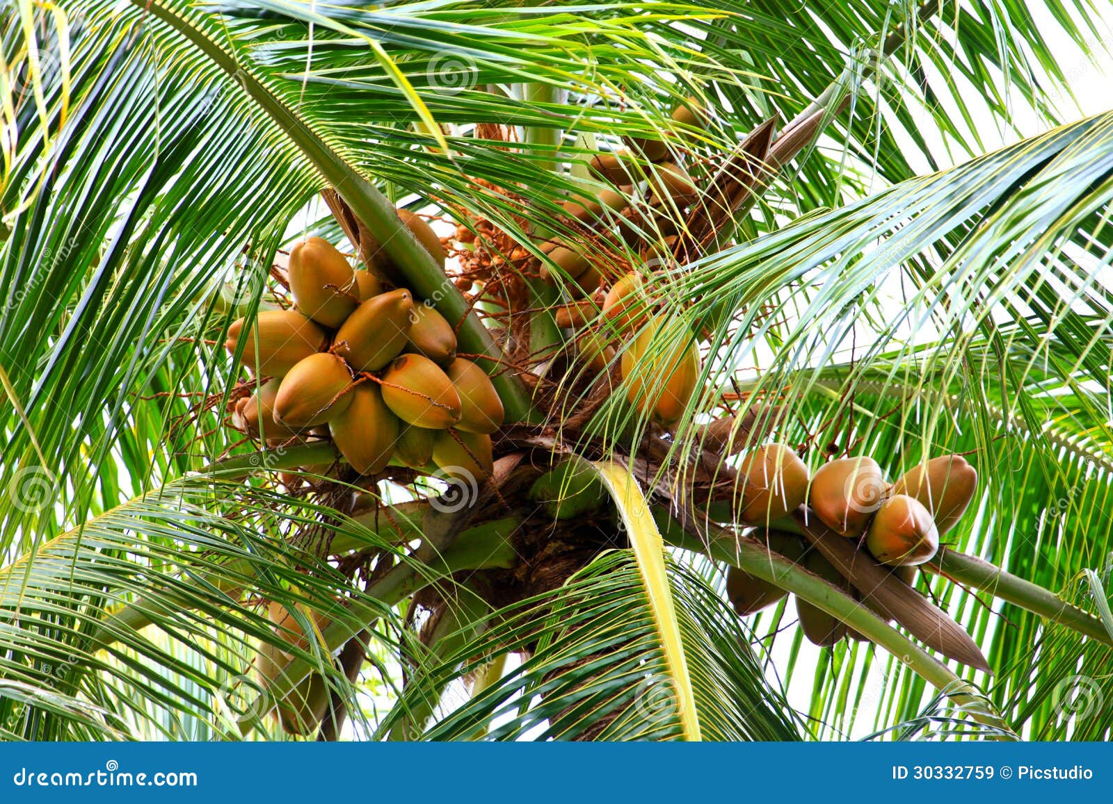 King coconuts stock image. Image of fruit, plant, citrus - 30332759