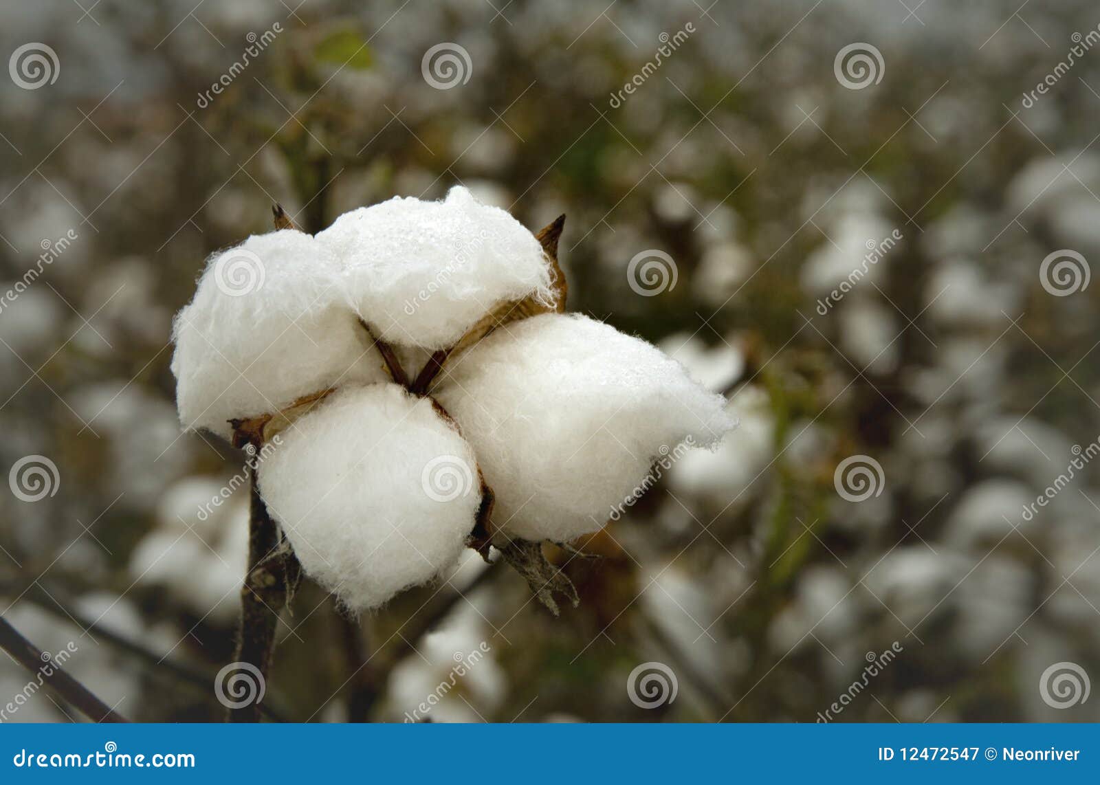 King Cotton stock image. Image of harvest, agriculture 12472547