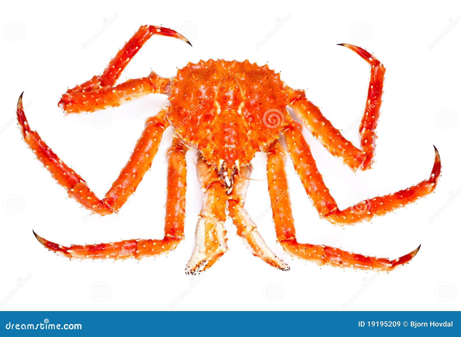 King crab isolated on white background