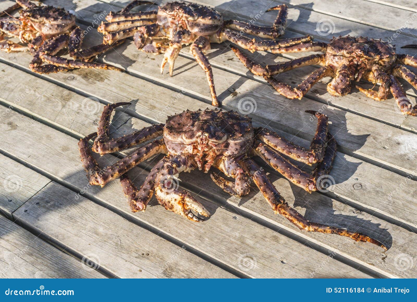 king crab caught in norwegian waters.