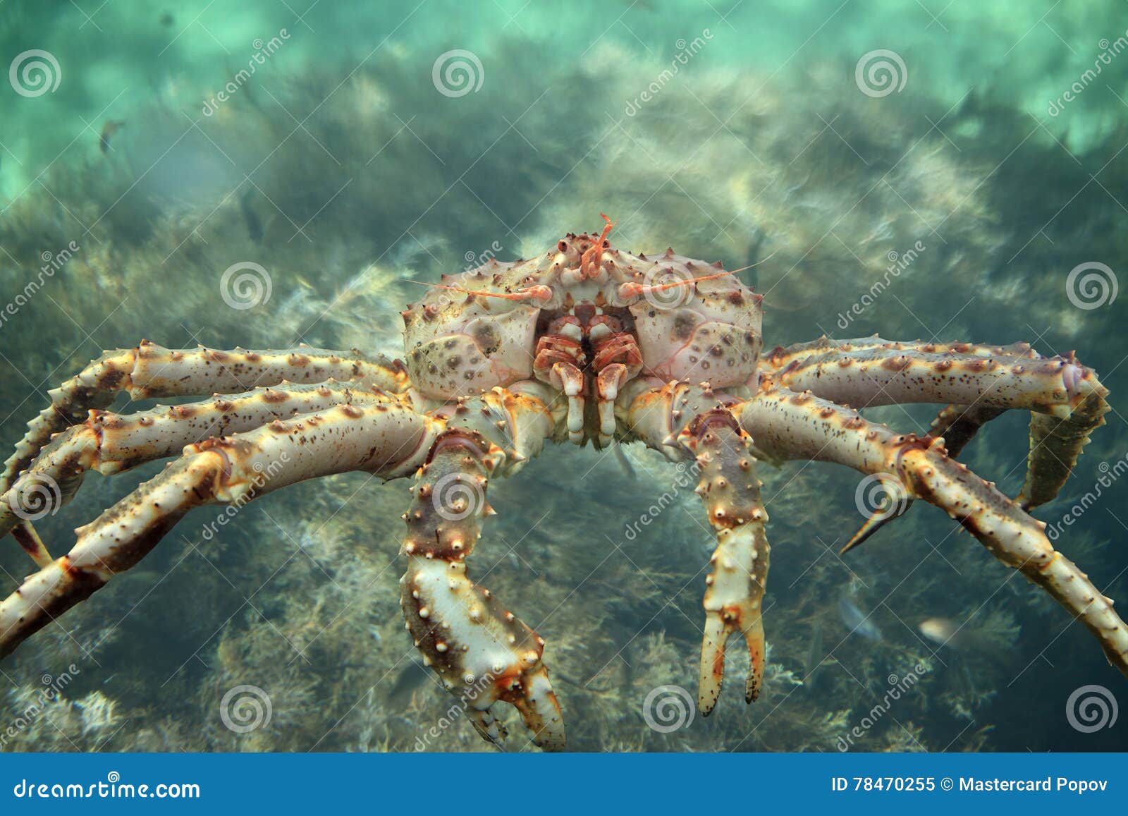 king crab close up