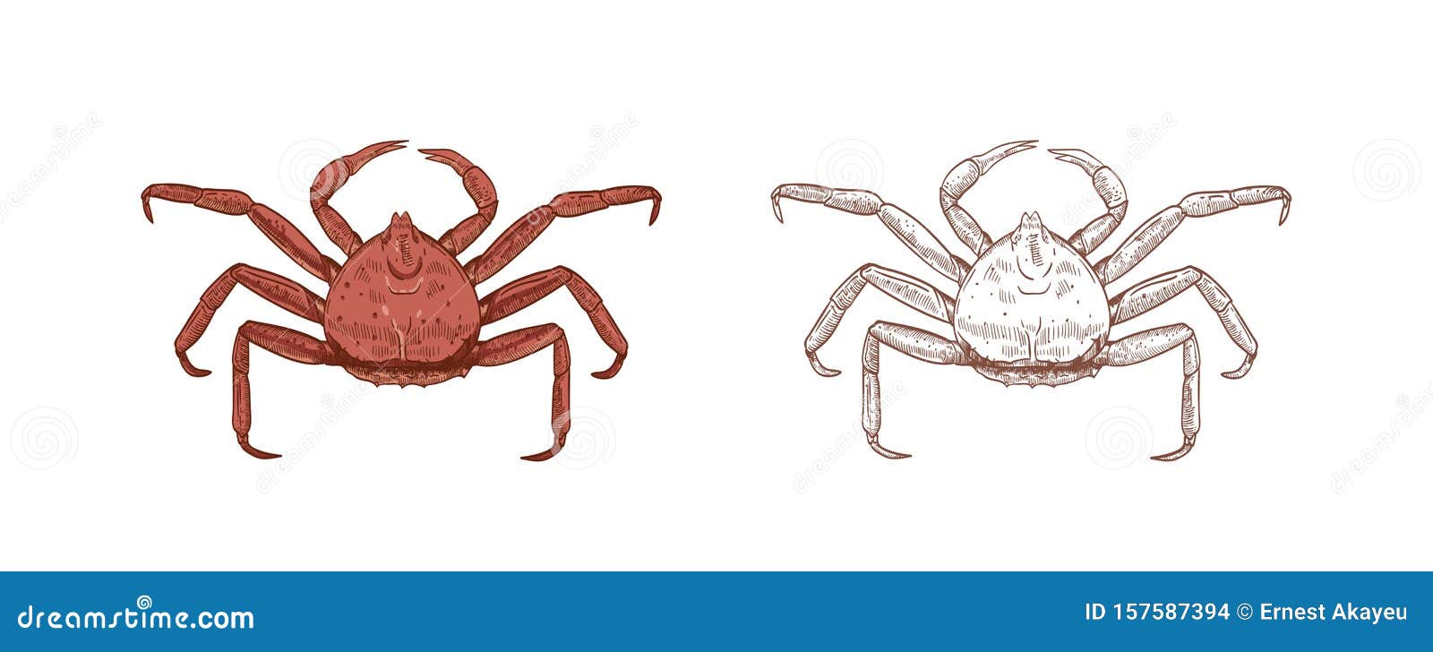 Download King Crab Vector Illustrations Set. Colorful And ...