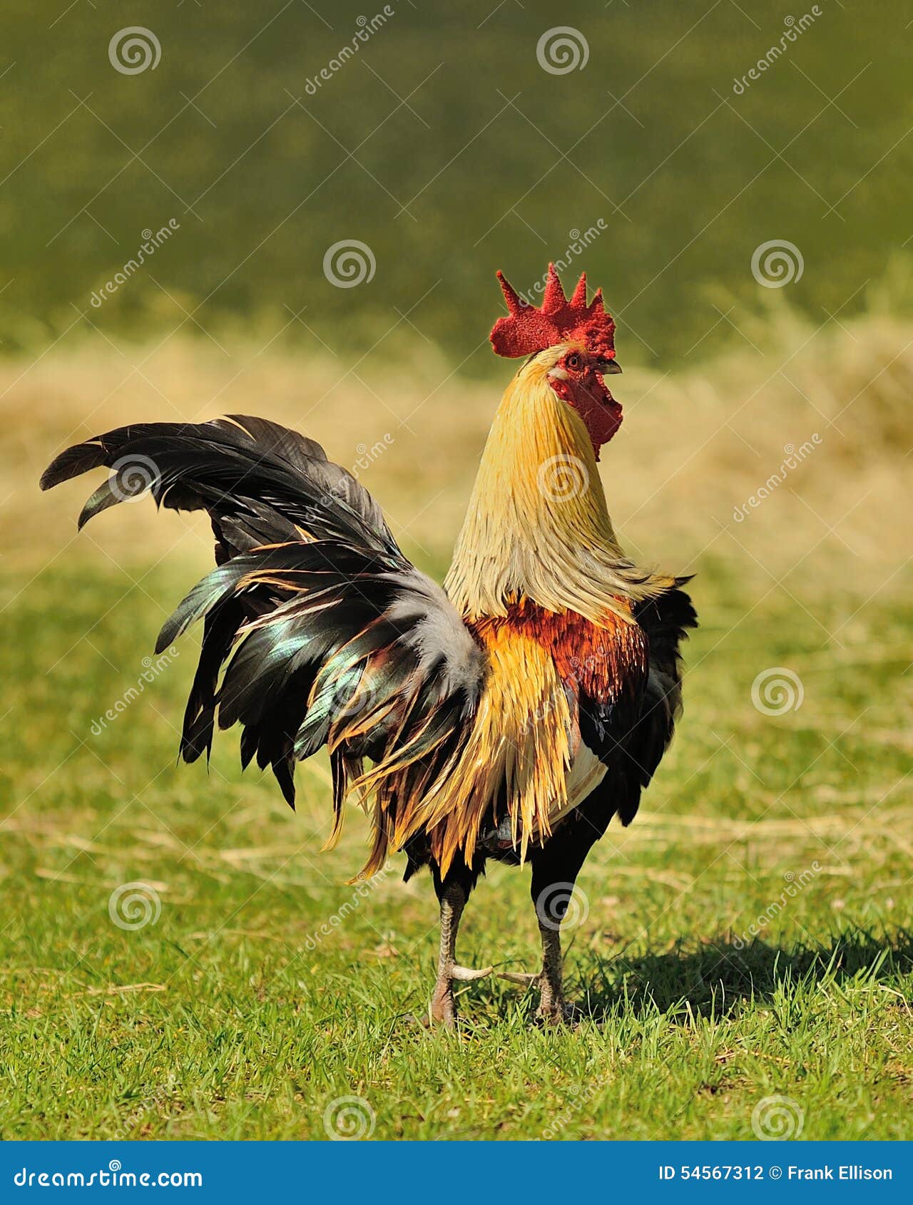 King of the Farm stock photo. Image of family, farm, rooster 54567312