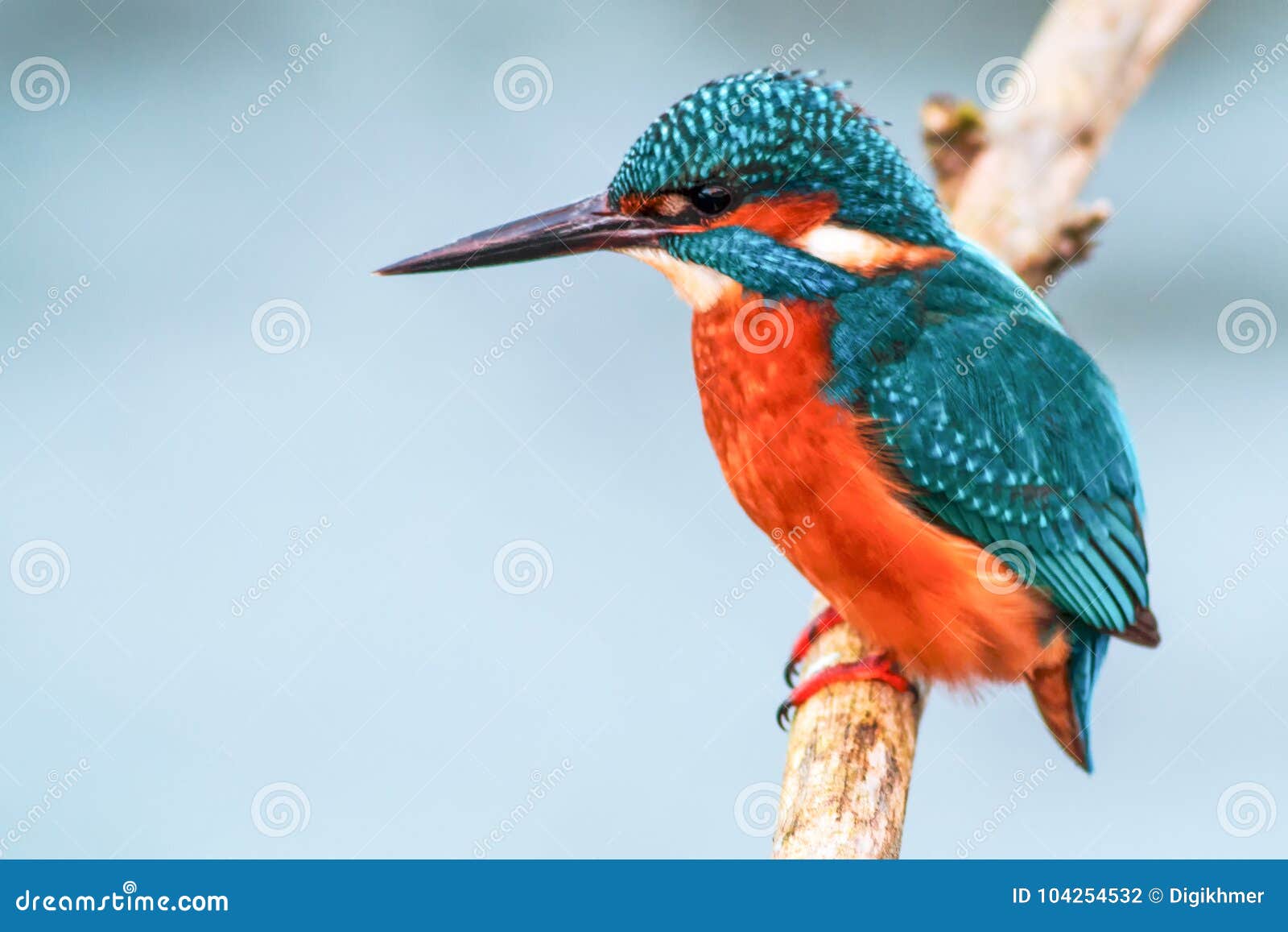 king fisher bird on a branch