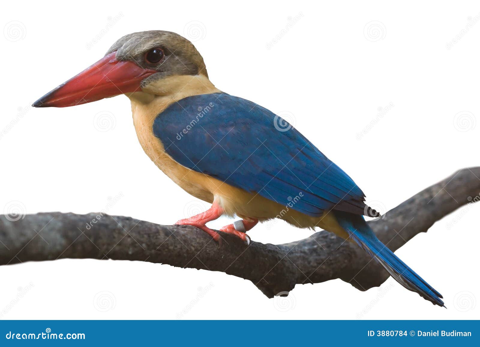 King fisher isolated stock photo. Image of fisher, species - 3880784