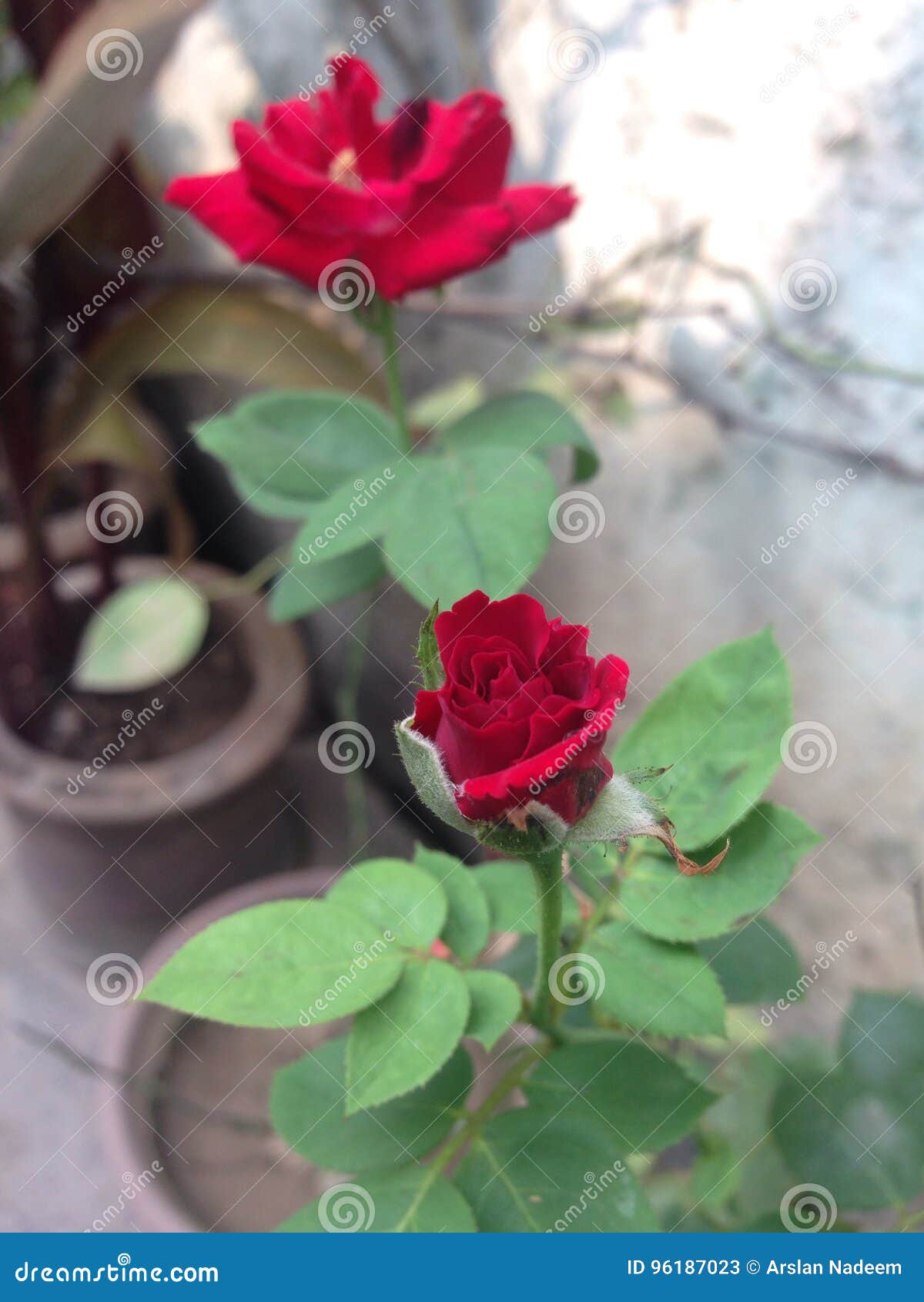 King of flowers stock image. Image of arslan, flowers 96187023