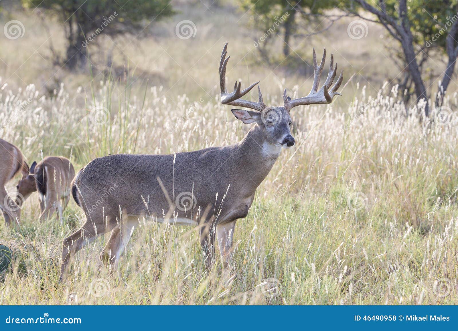 king of the forest whitetail buck
