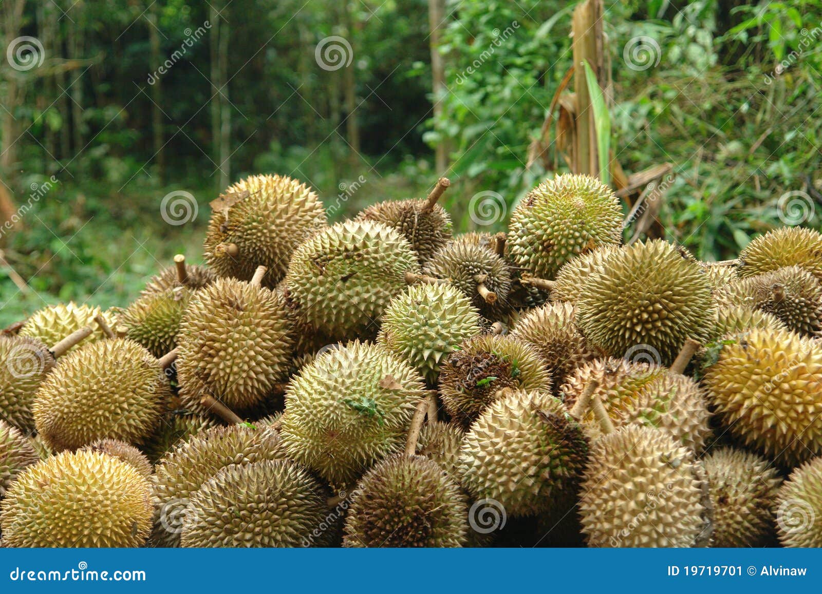 The King of Fruits Durian stock image. Image of nature 19719701