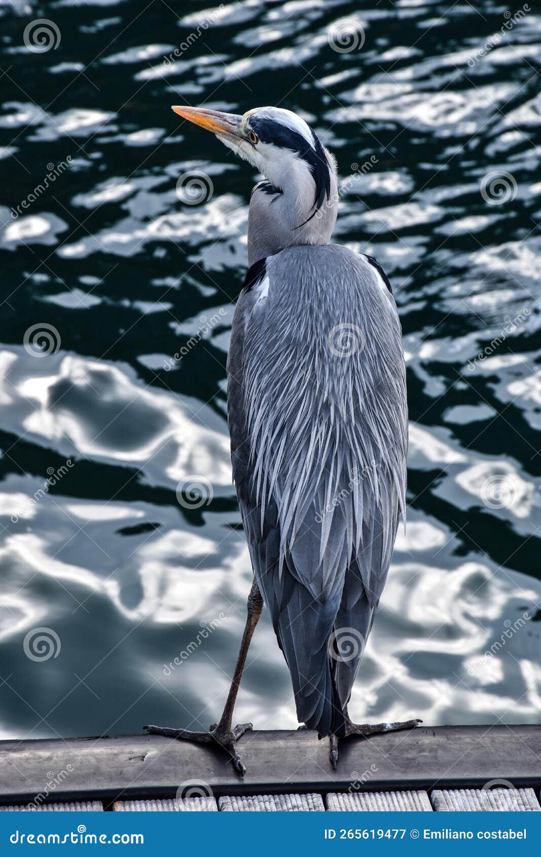 King Heron Crane Stock Photos Free & RoyaltyFree Stock Photos from
