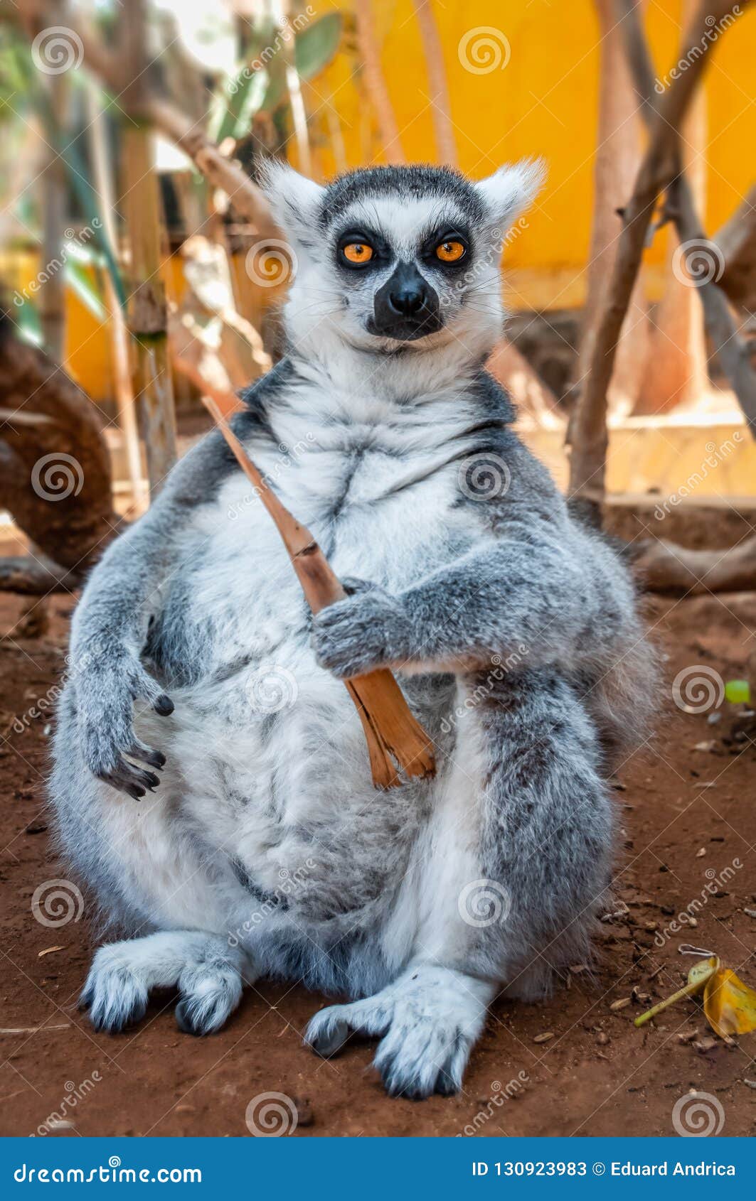 King Julien Stock Image Image Of Madagascar Animals 130923983