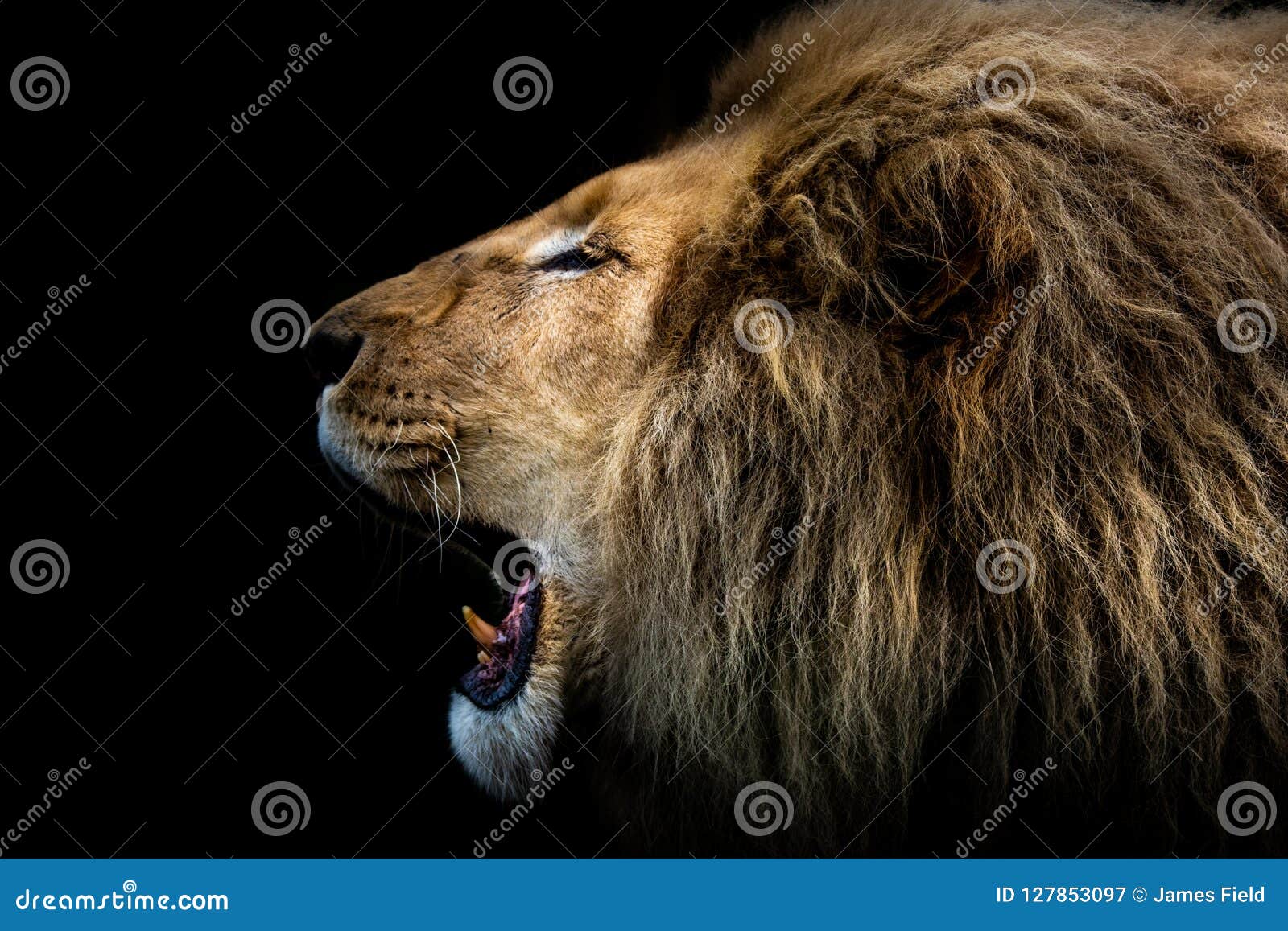 Roaring Lion Side on Shot Against a Black Background Stock Image ...
