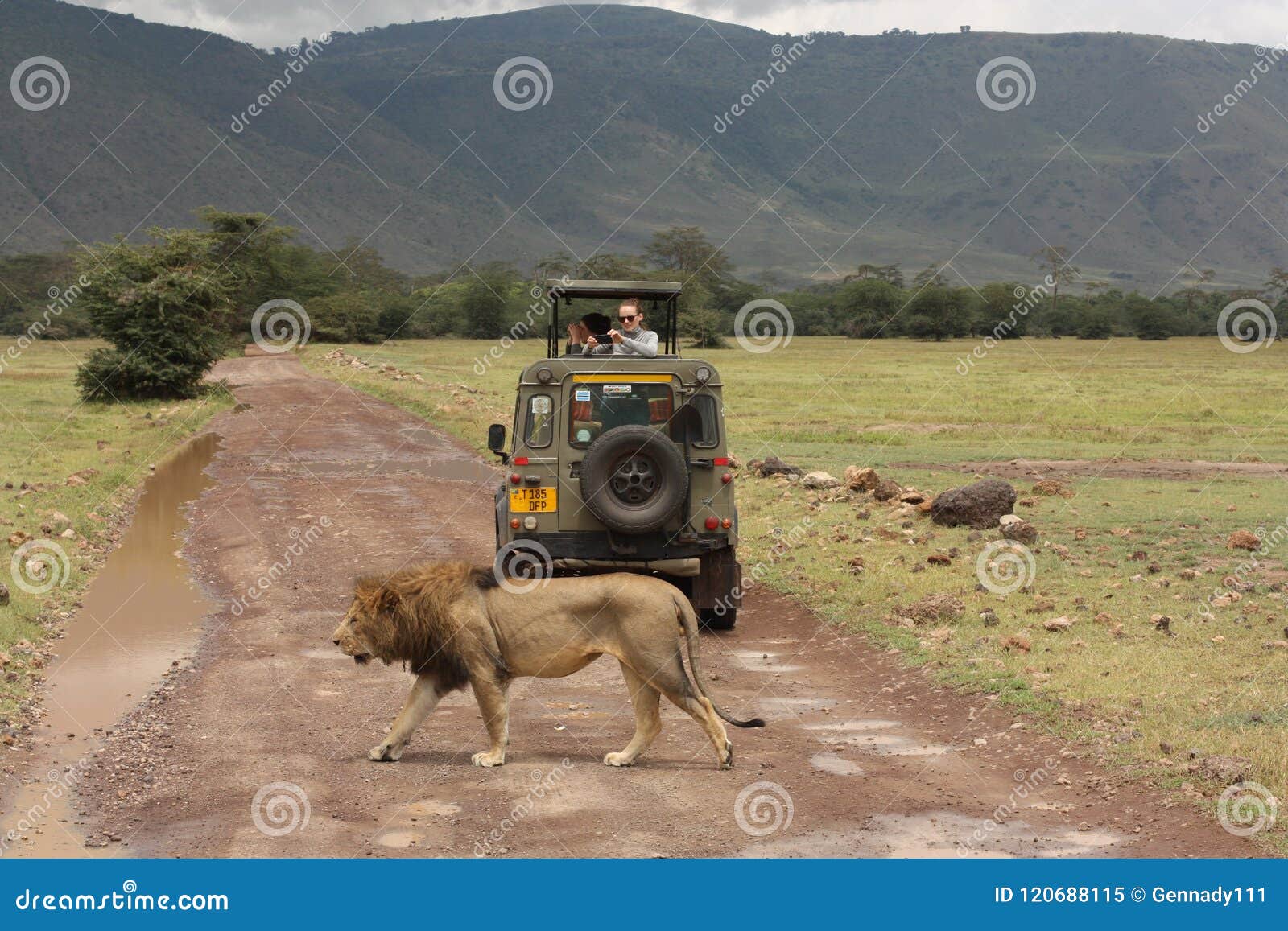 lion safari road