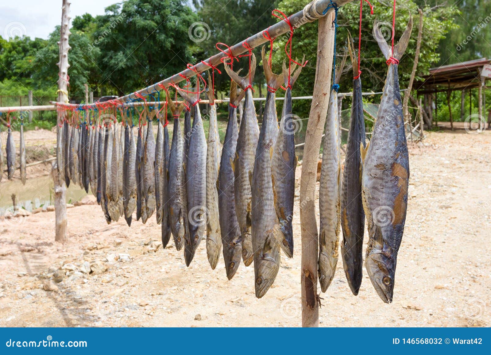 King Mackerel Dried Fish, Salted Fish Stock Photo Image of mackerel