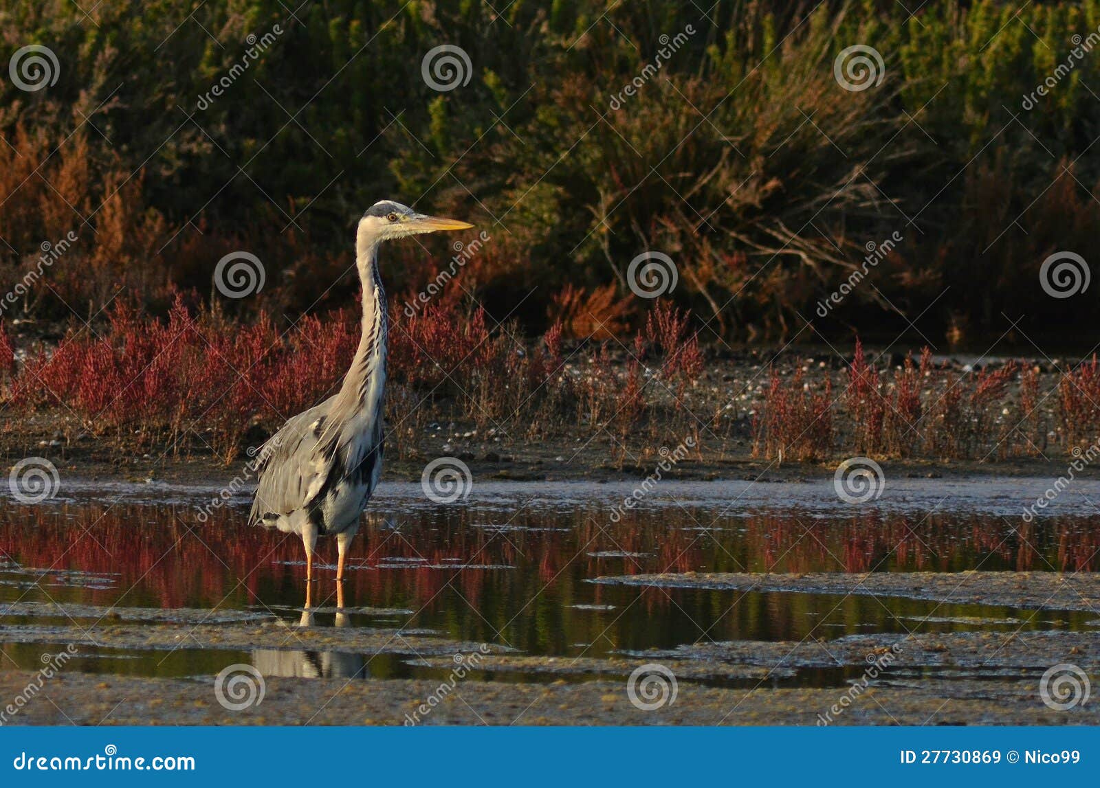 King of marsh stock image. Image of animal, animals, copyspace - 27730869