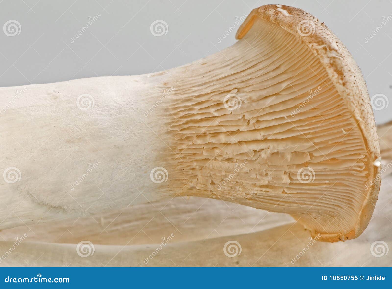 King Oyster Mushroom Stock Photo Image Of Largest Mild