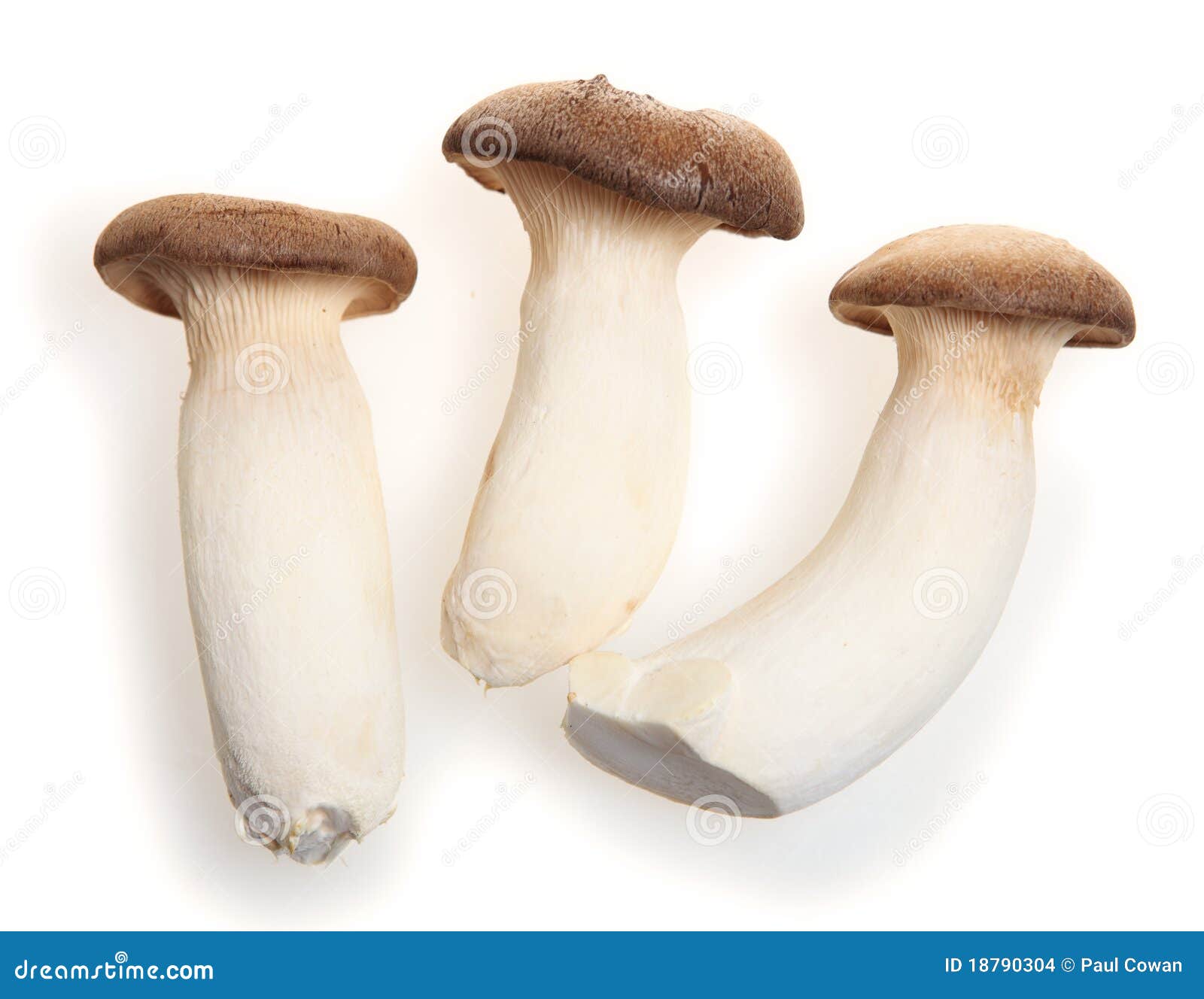 King oyster mushroom stock photo. Image of cuisine, mushroom 18790304