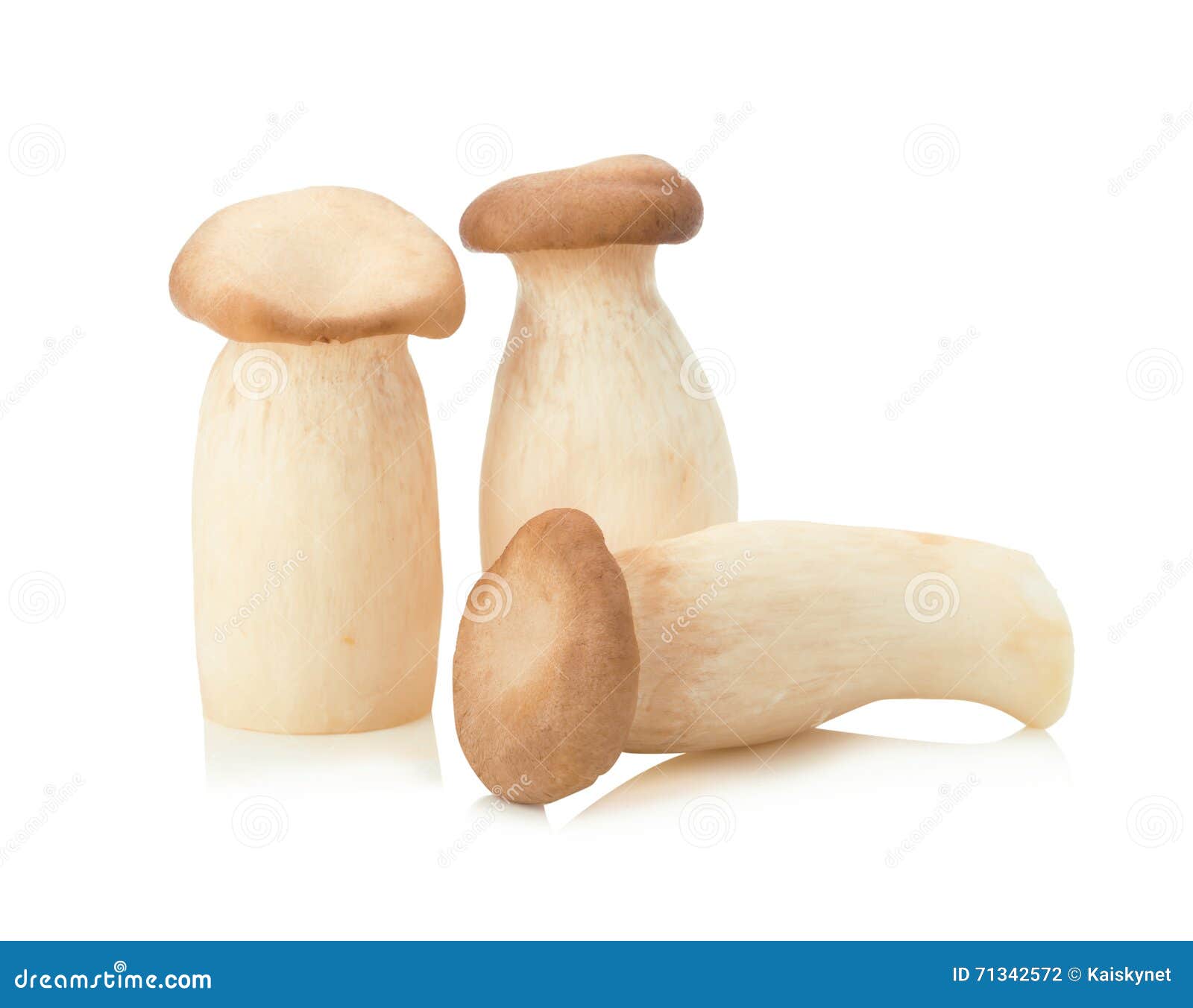 King Oyster Mushroom (Eringi) On White Backgroud Stock Photo Image of ingredient, eryngii