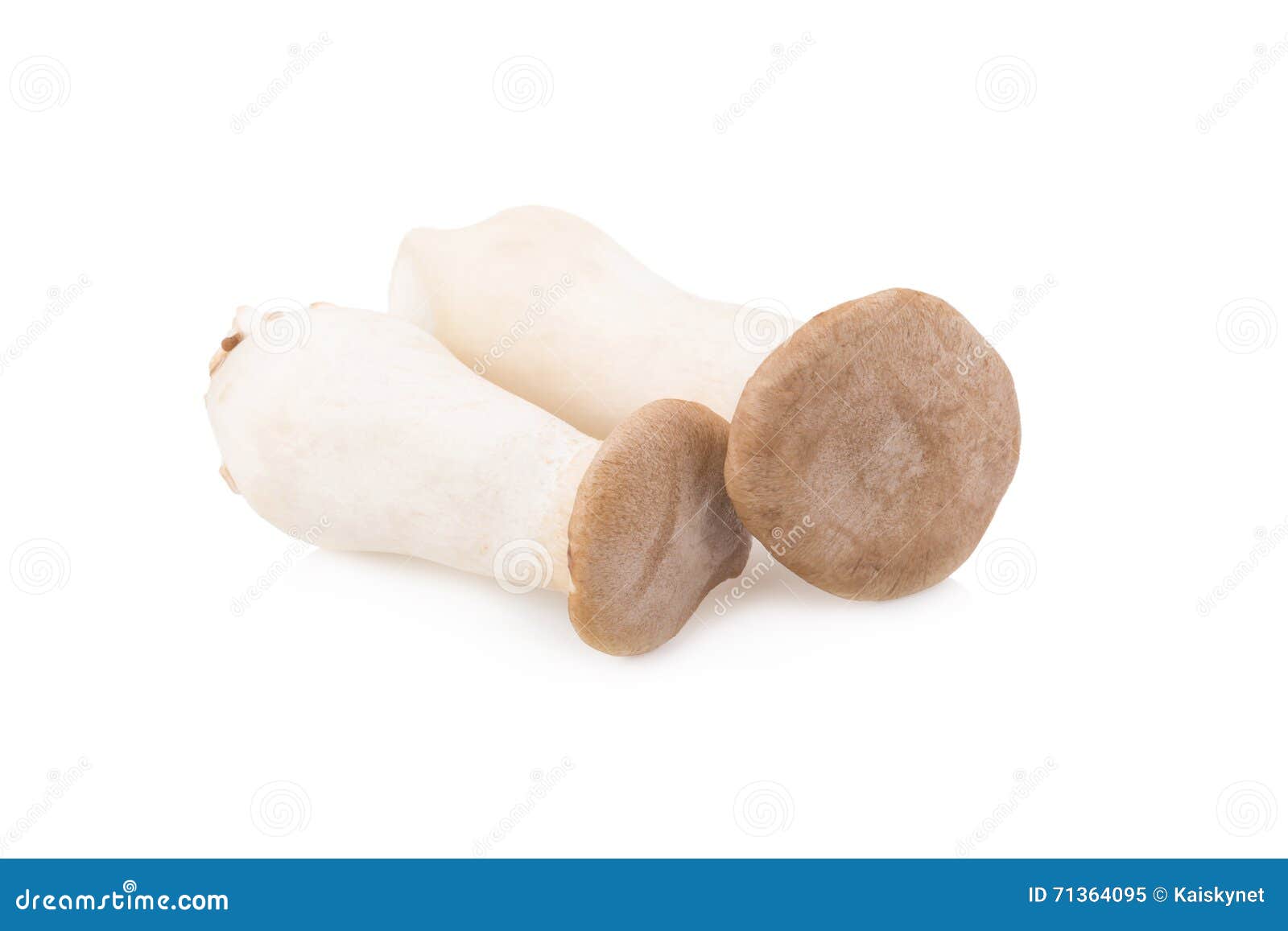 King Oyster Mushroom (Eringi) on White Backgroud Stock Image Image of
