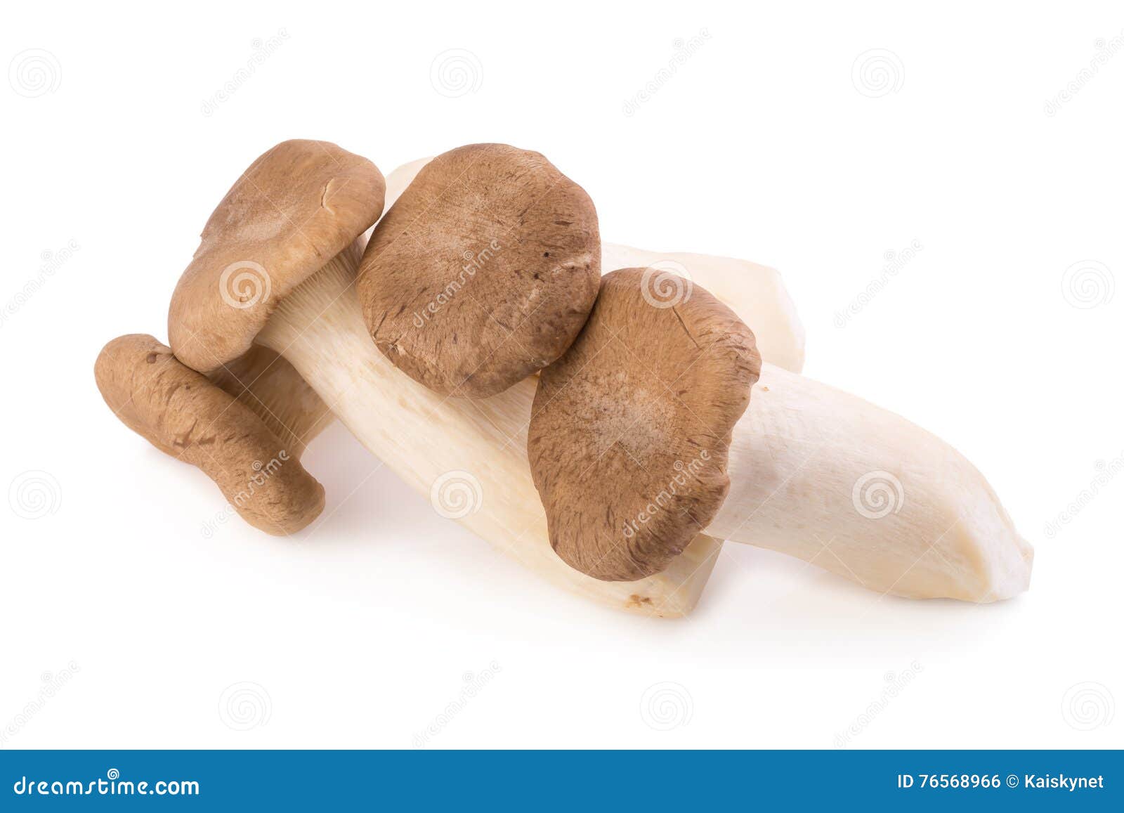 King Oyster Mushroom (Eringi) on White Backgroud Stock Photo Image of