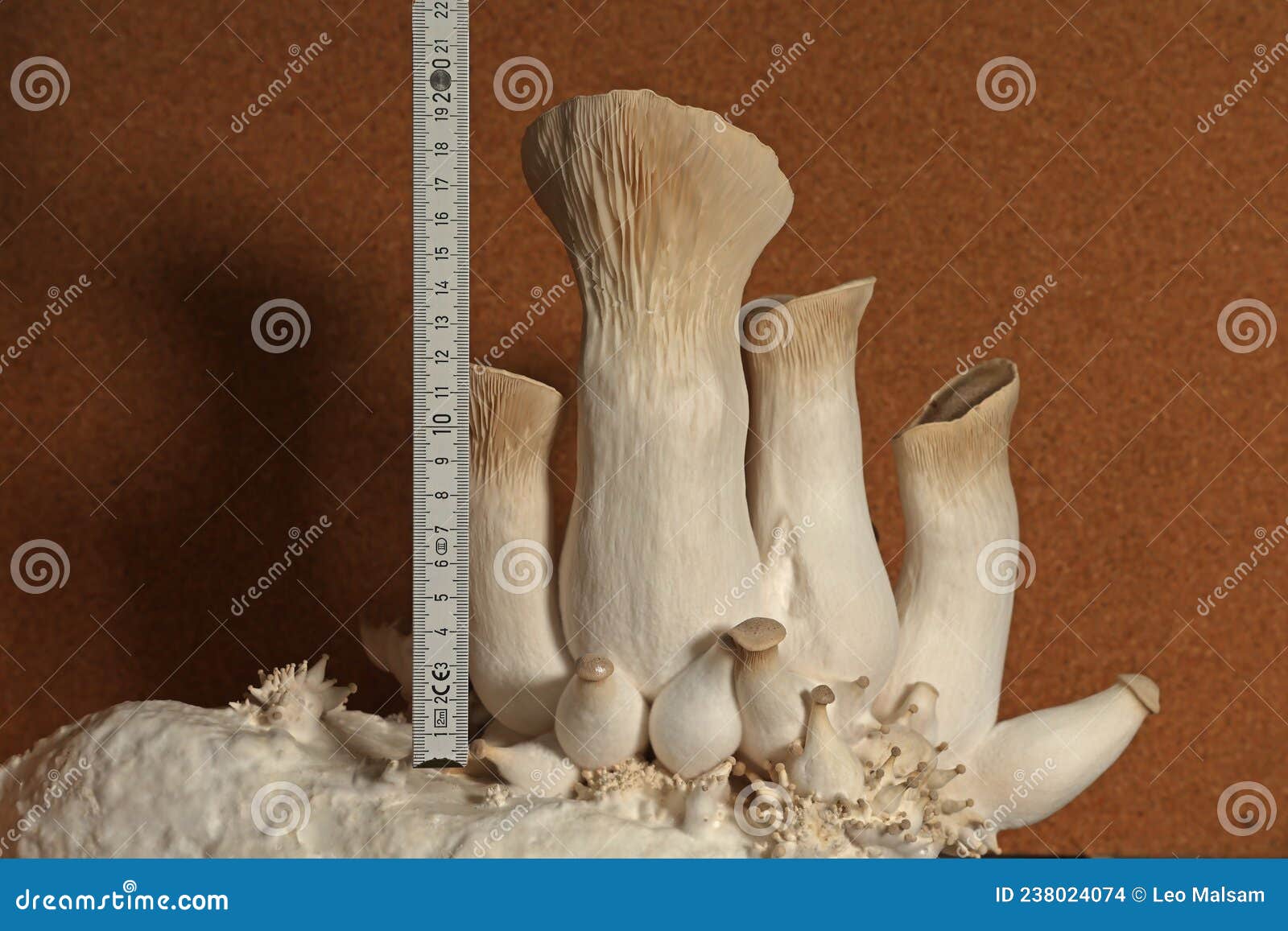 King Oyster Mushrooms. Grow Mushrooms Yourself at Home. Stock Photo