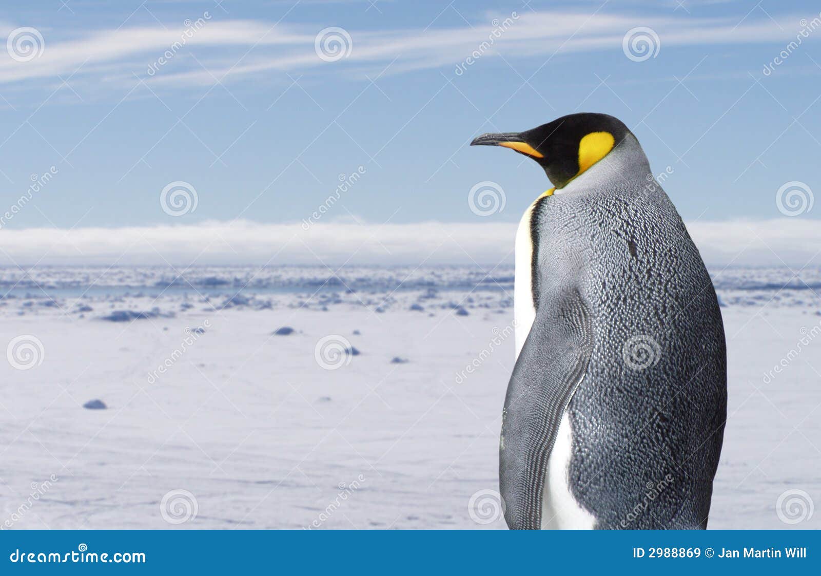 king penguin