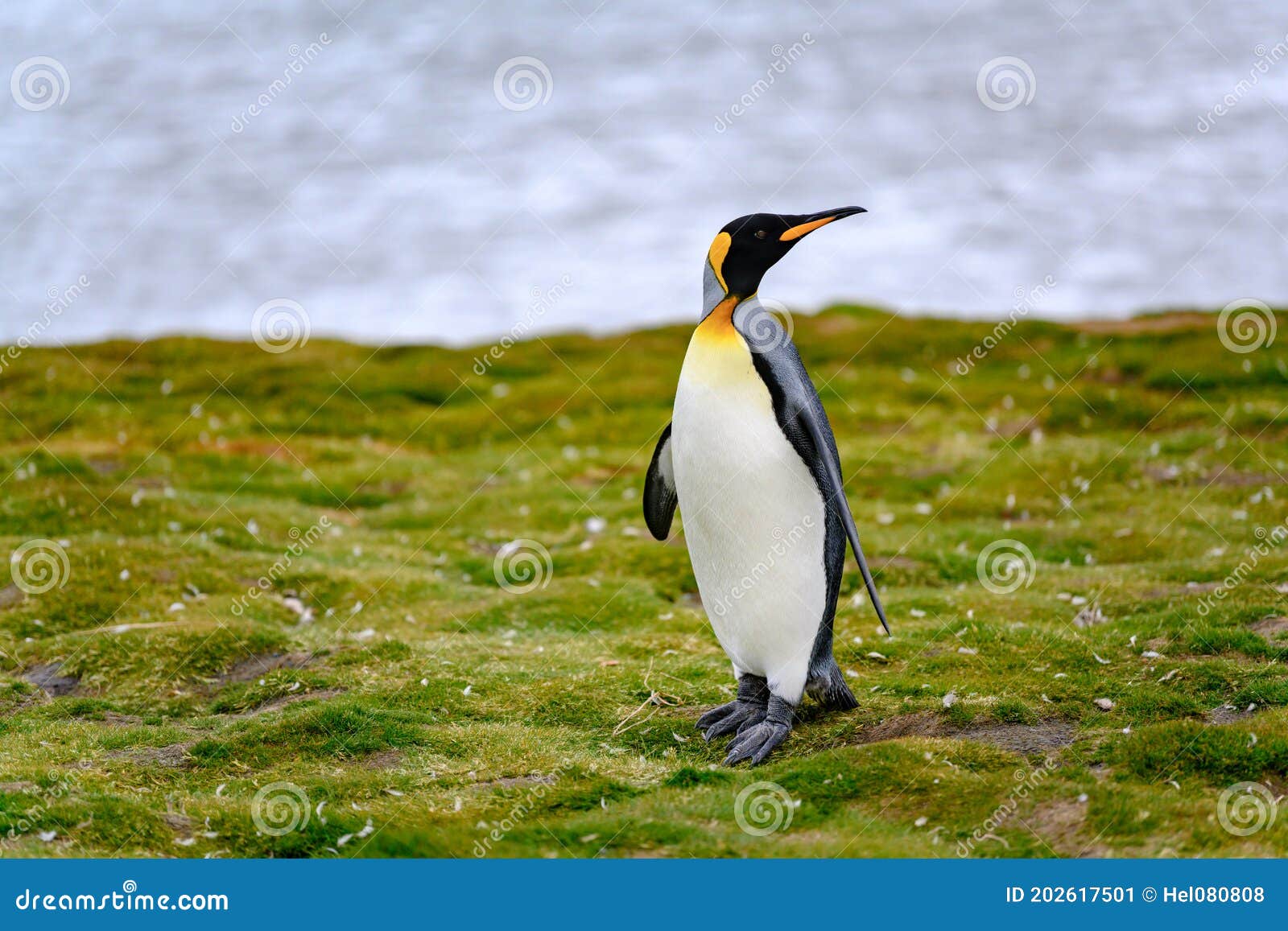 king penguin - aptendytes patagonica - standing on grass in front of beach, gold harbour, south georgia