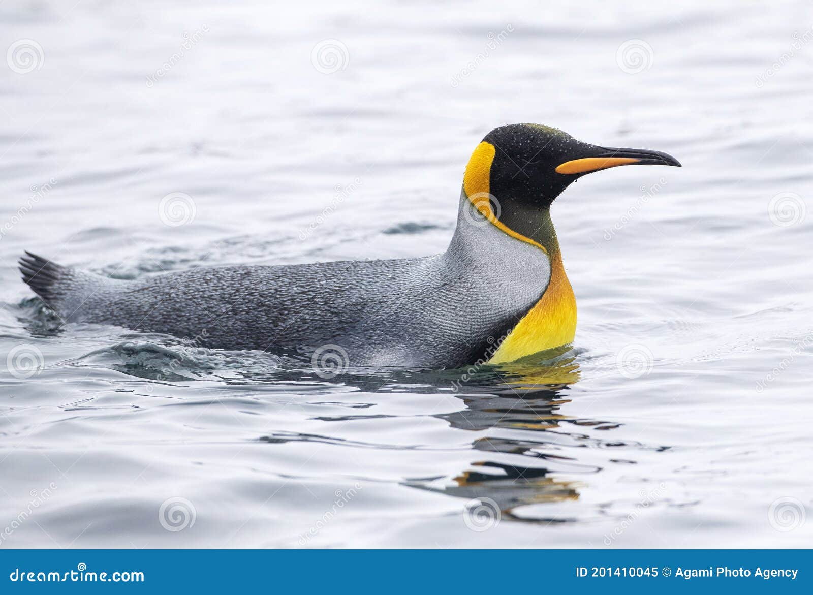 King Penguin on Macquarie Island., King Penguin in front of…