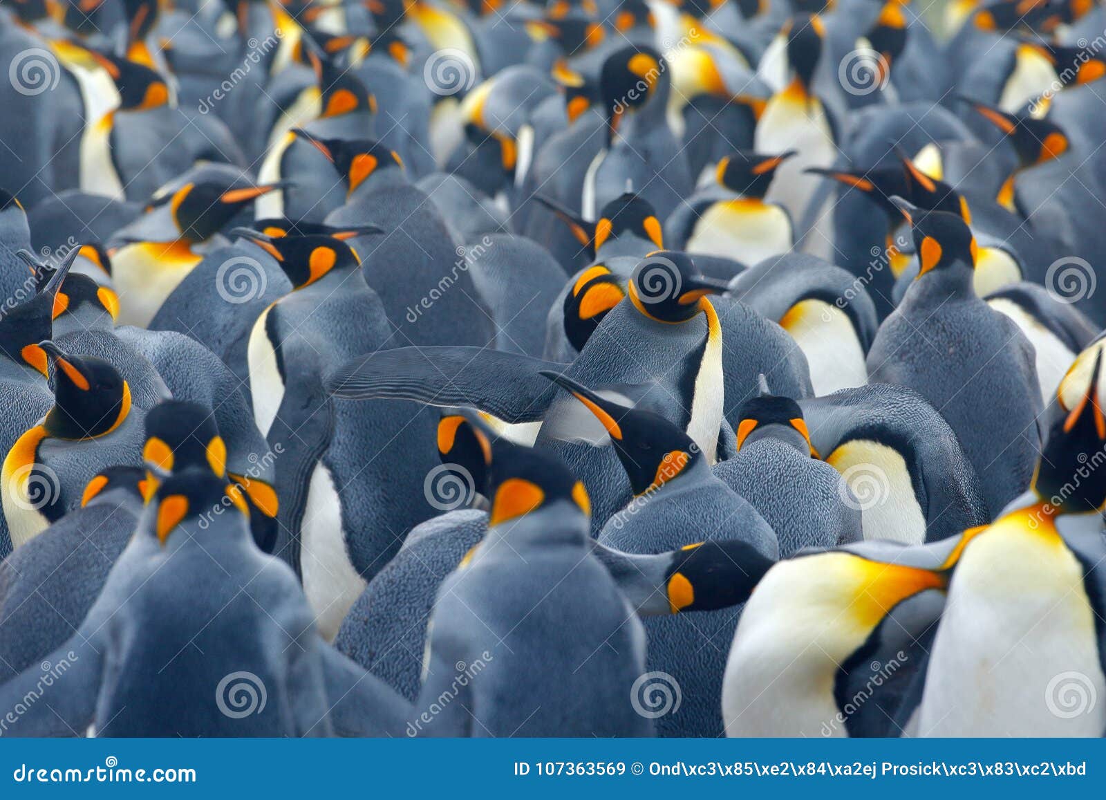 king penguin colony. many birds together, in falkland islands. wildlife scene from nature. animal behaviour in antarctica. penguin