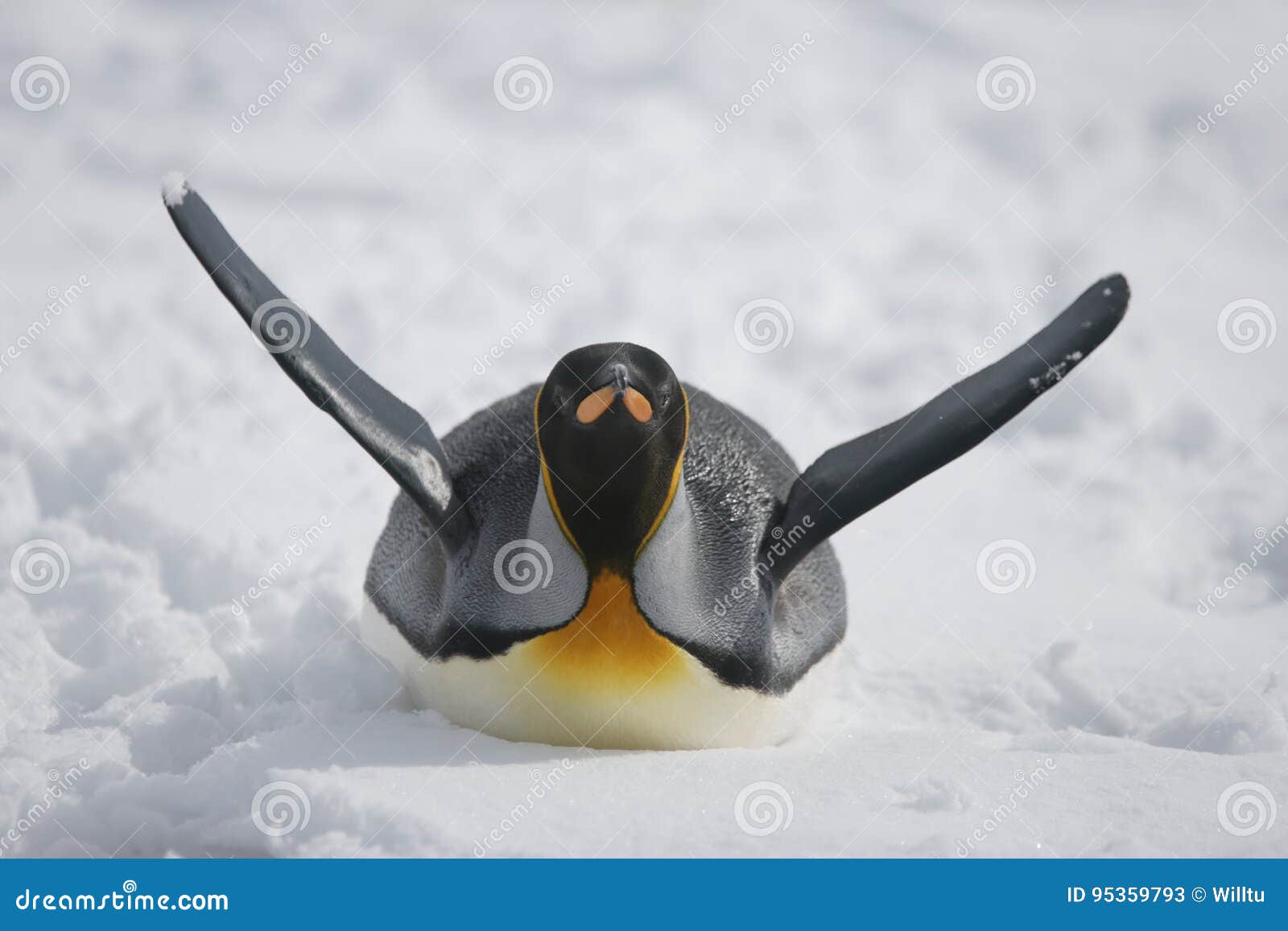 King Penguin Aptenodytes Patagonicus, Der Königspinguin Koenigspinguin