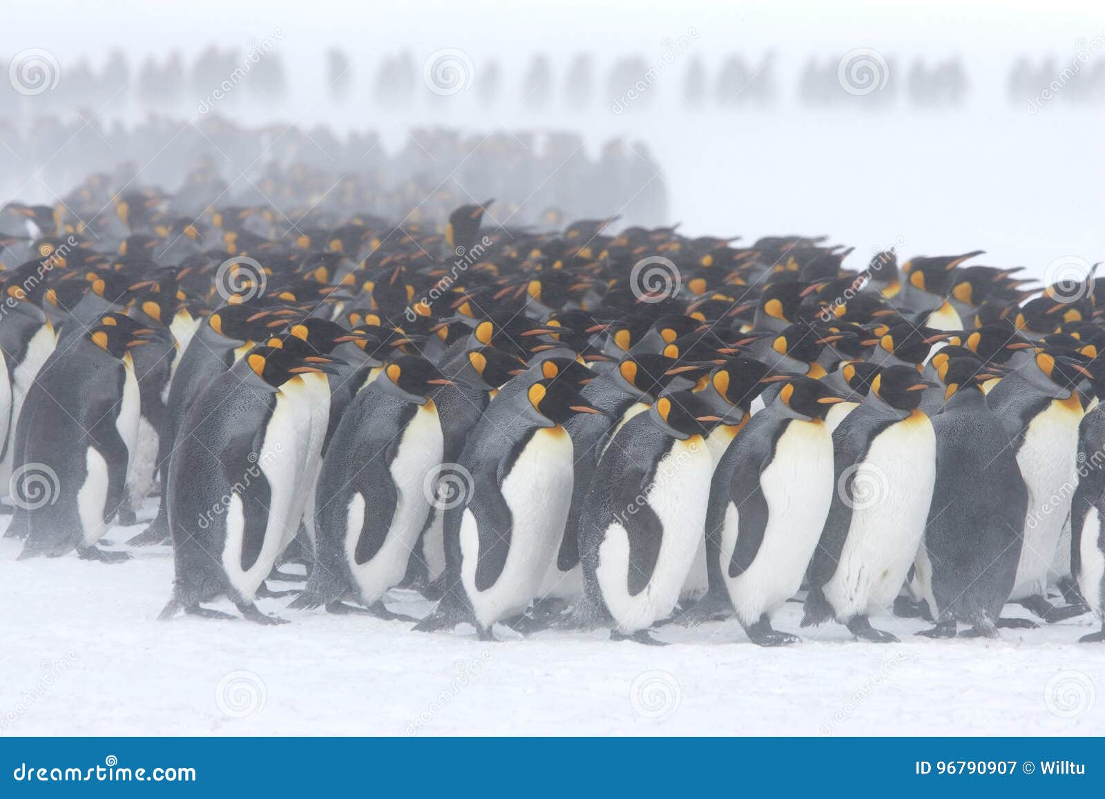 king penguin huddle