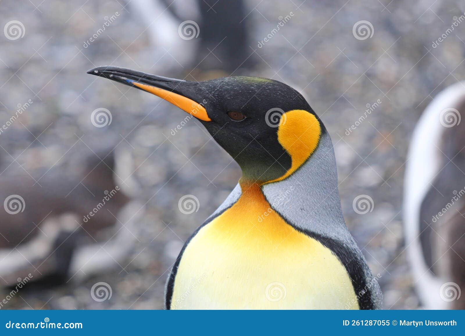 king penguin on isla martillo, tierra del fuego