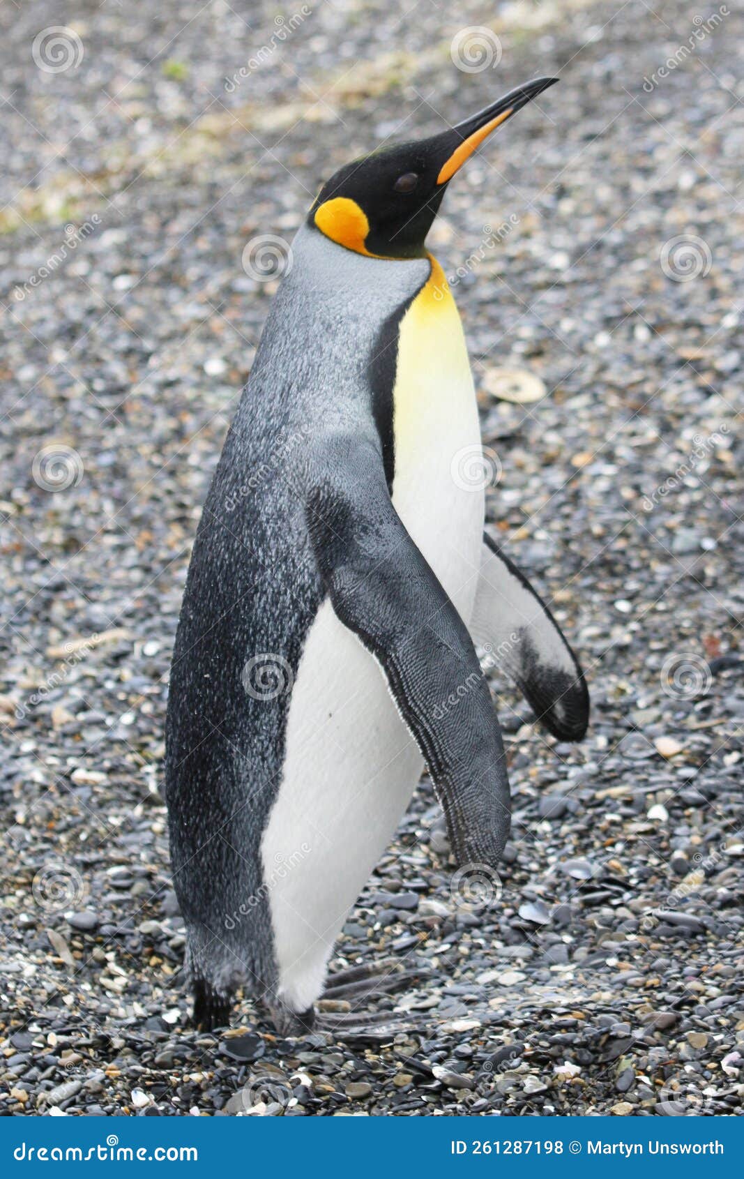 king penguin on isla martillo, tierra del fuego