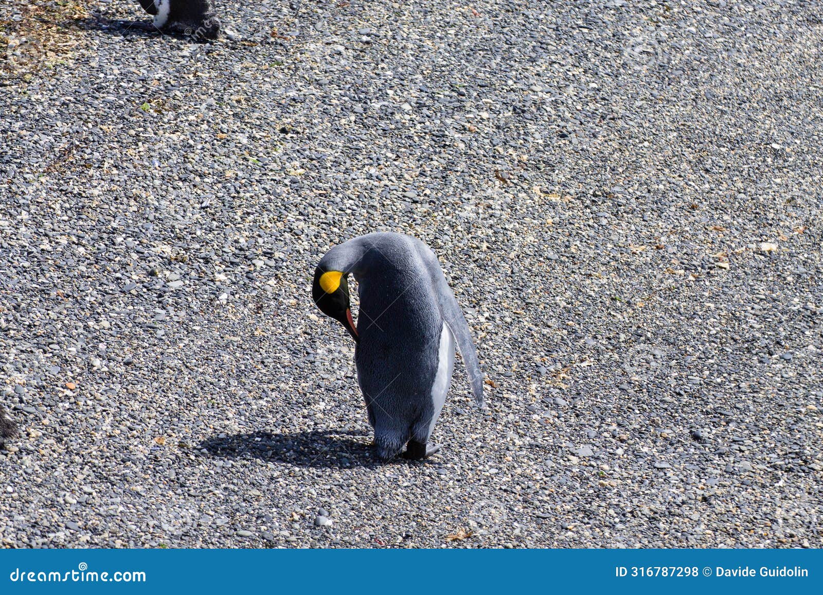 king penguin on martillo island beach, ushuaia