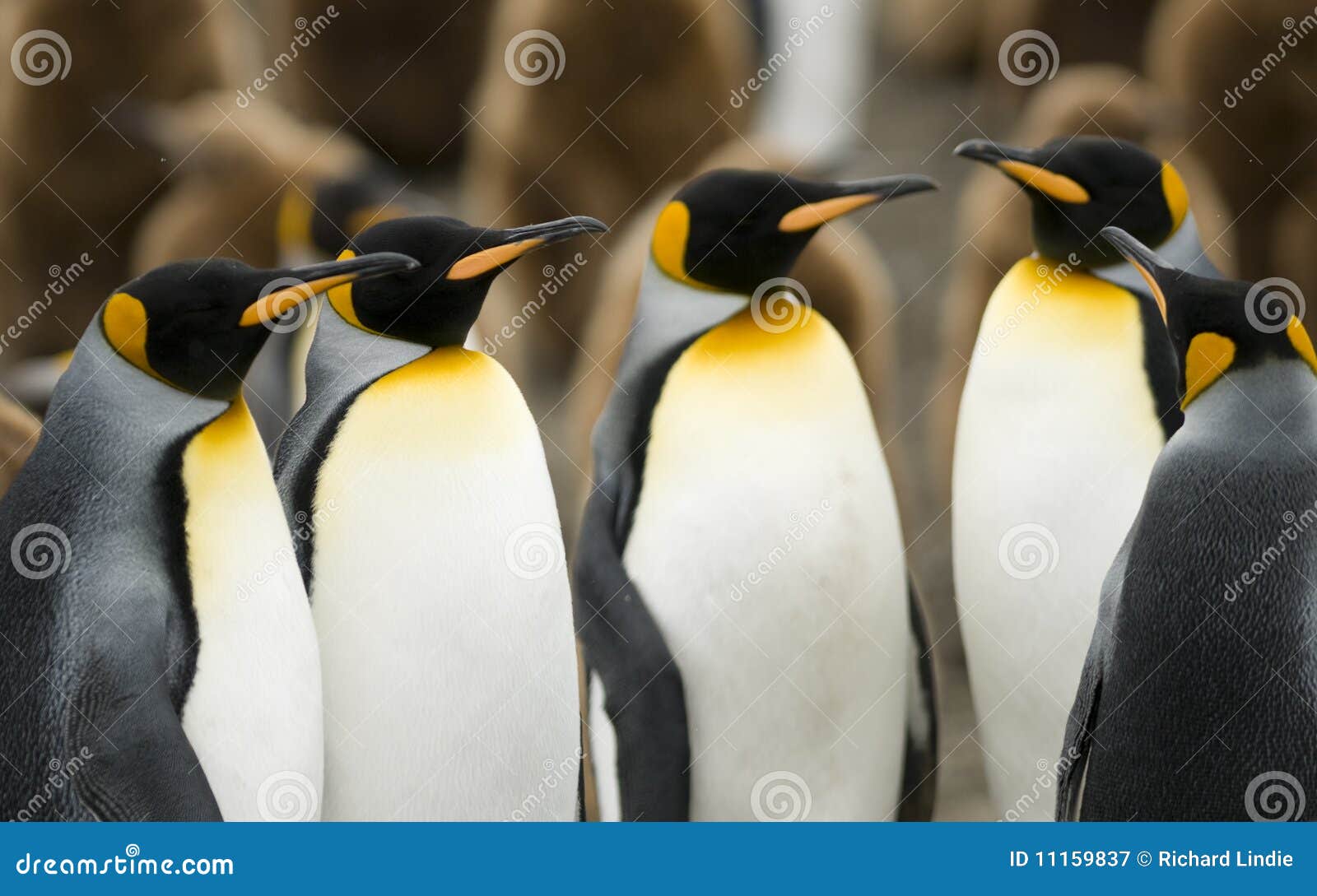 2,876 Animals Meeting Stock Photos - Free & Royalty-Free Stock Photos from  Dreamstime