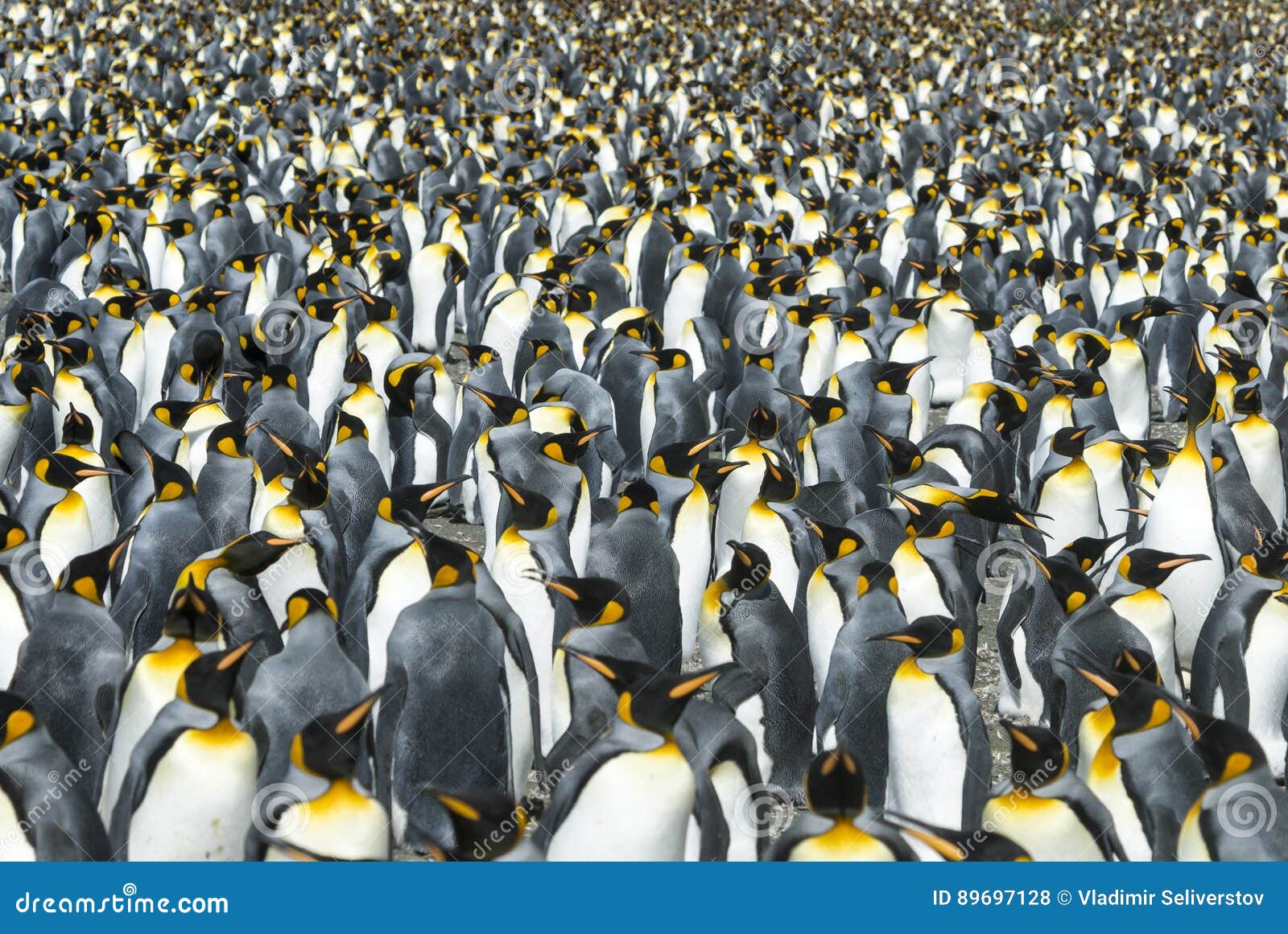 king penguins colony at south georgia