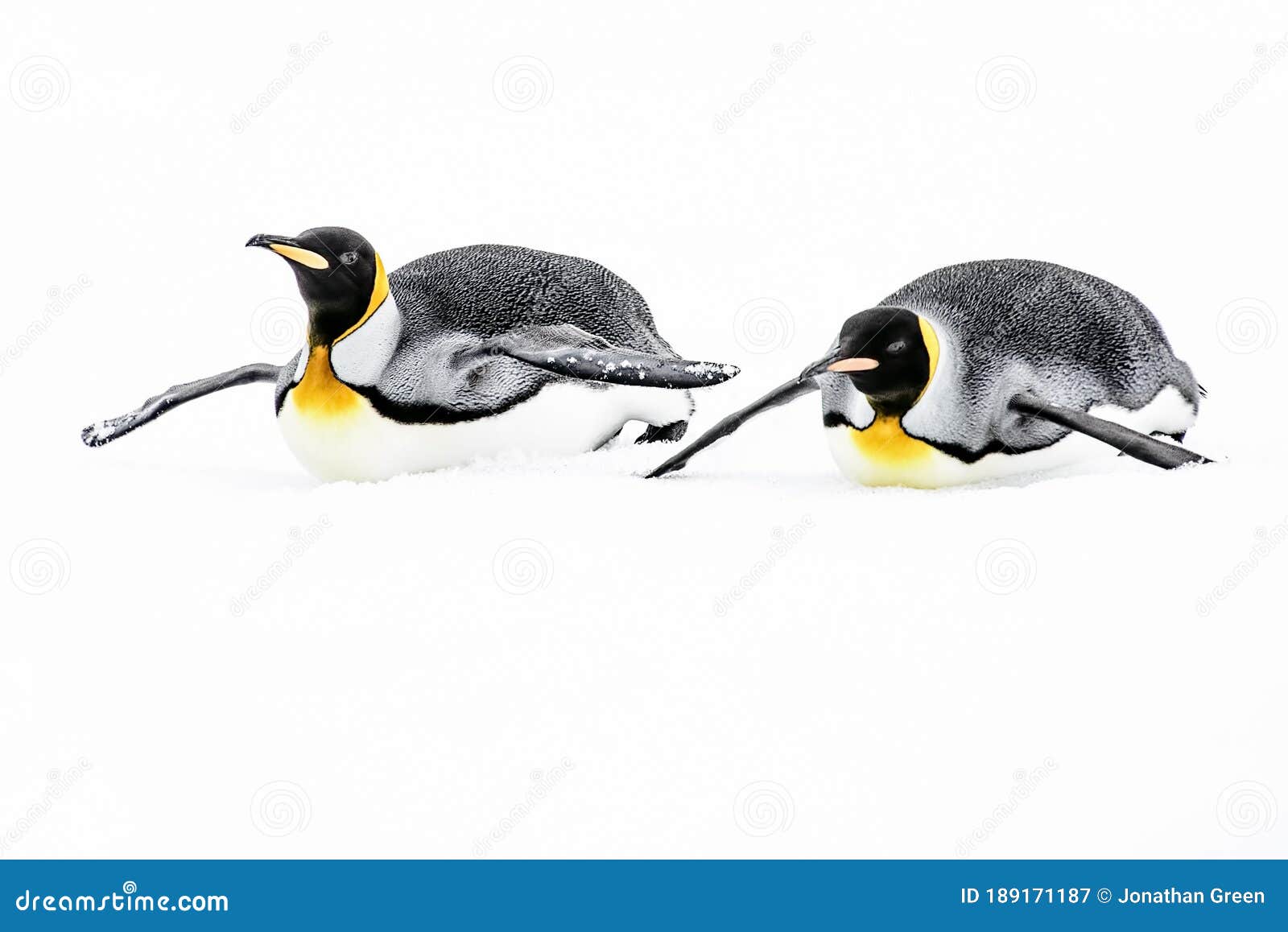 king penguins sledding on ice