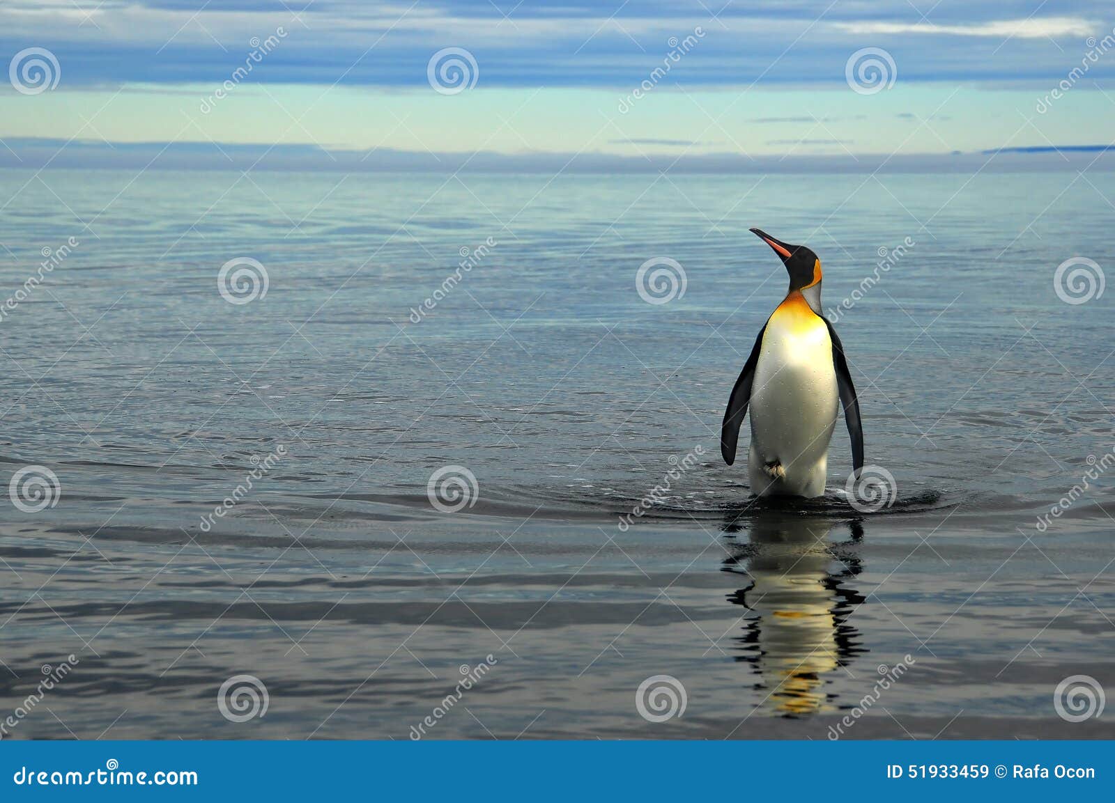 king penguins in southamerica