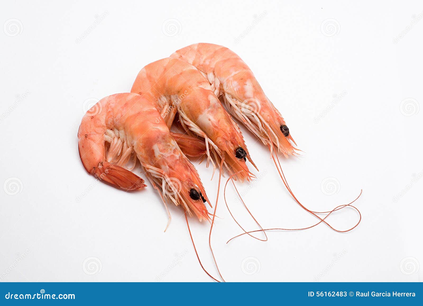 King Prawns Cooked on White Background Stock Image Image of