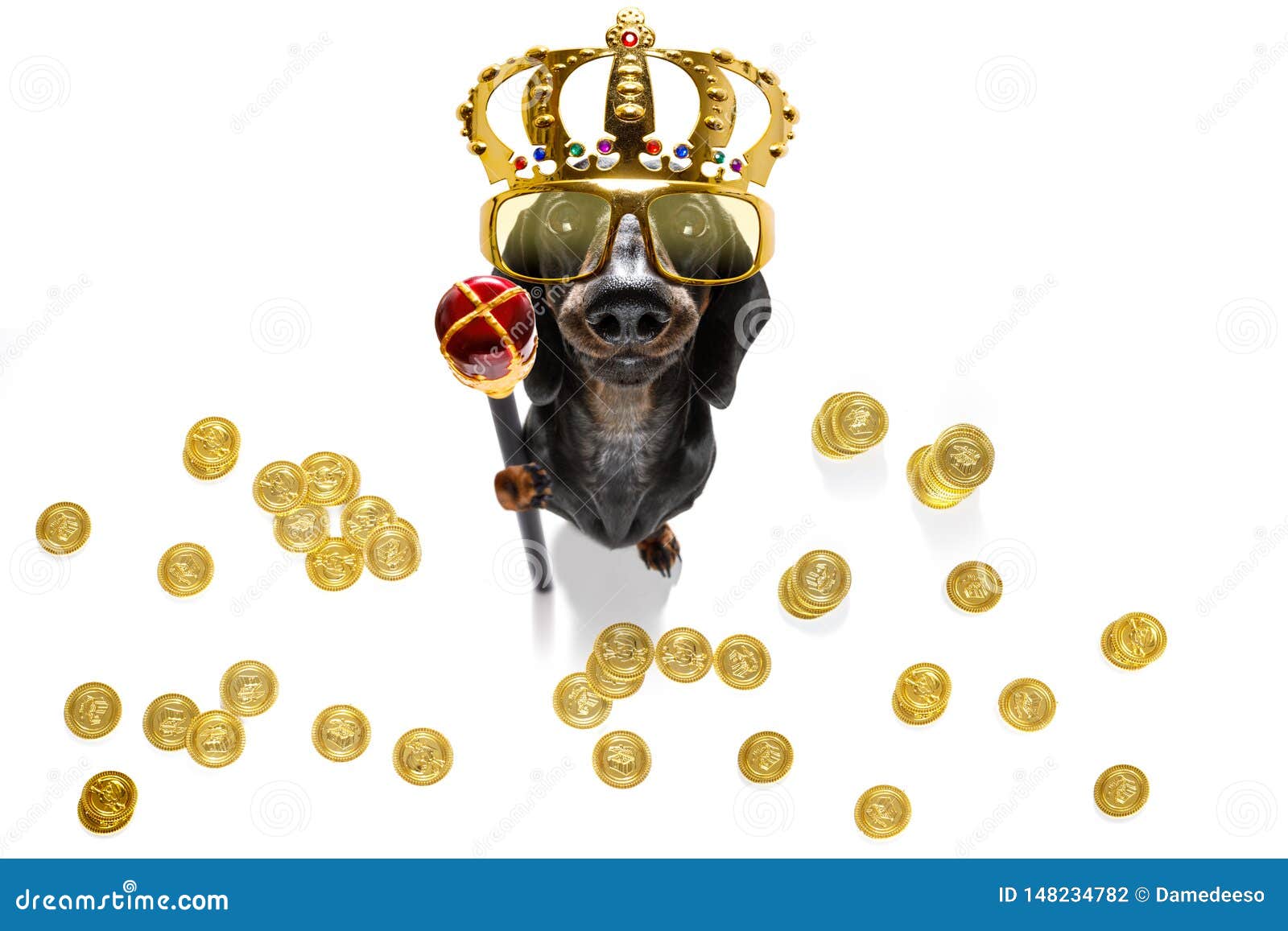King rich money dog stock photo. Image of looking, cute - 148234782