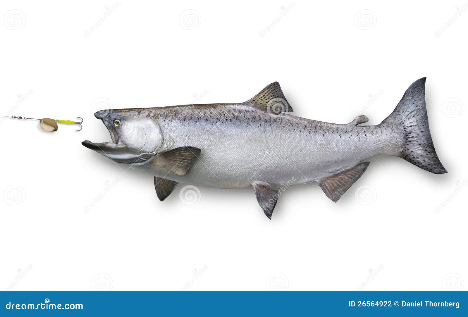 King Salmon Chasing Lure on White Stock Photo Image of salmon