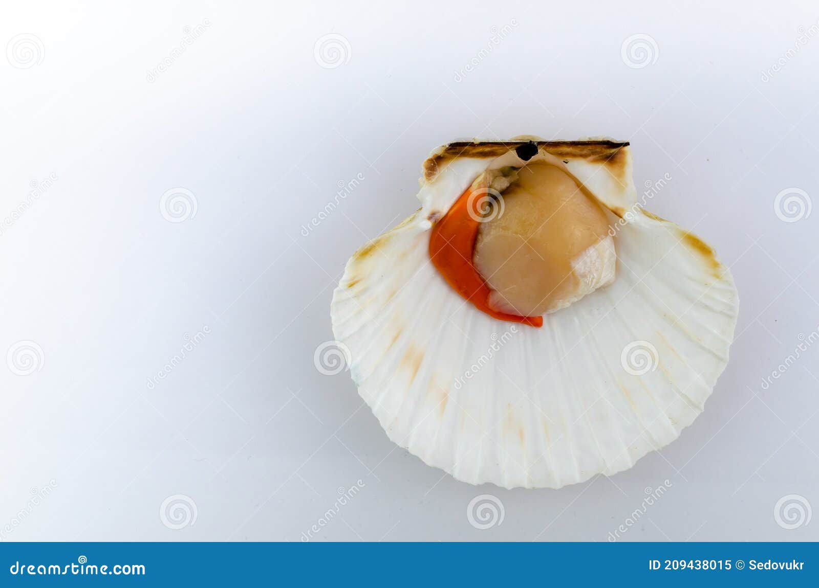 King Scallop on the Half Shell Isolated on White with Copy Space ...